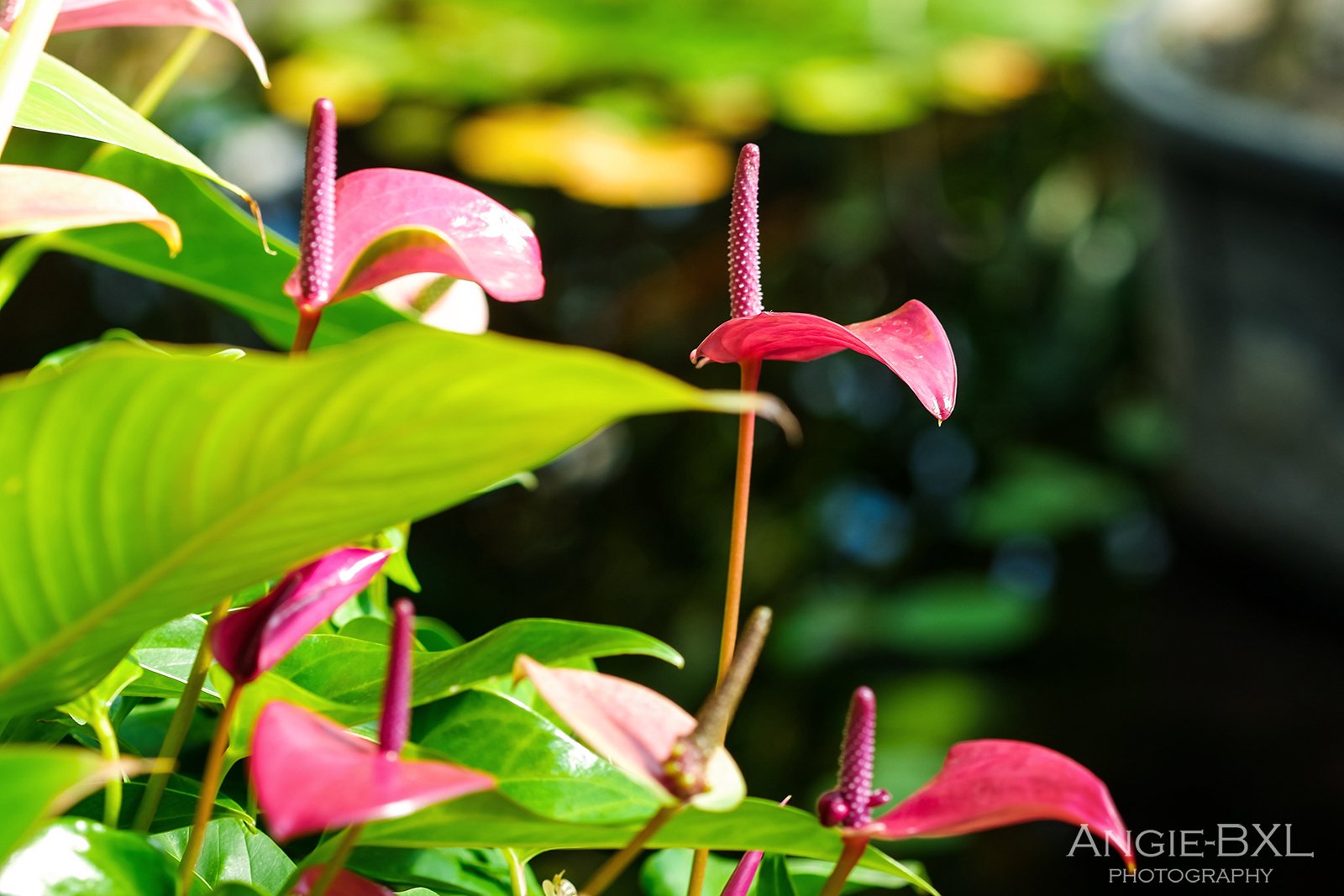 水生植物の池 ー 植物園の大温室より Angie Bxl Note
