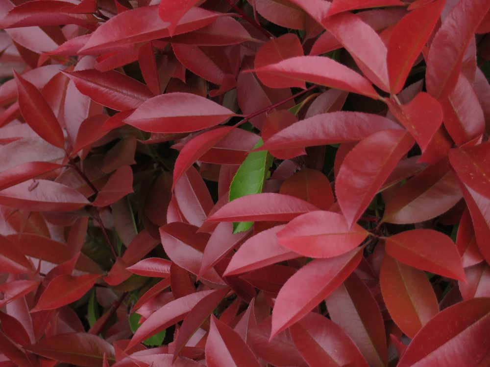 今日のサザンカの葉 Rina Yoshioka 吉岡利奈 Note