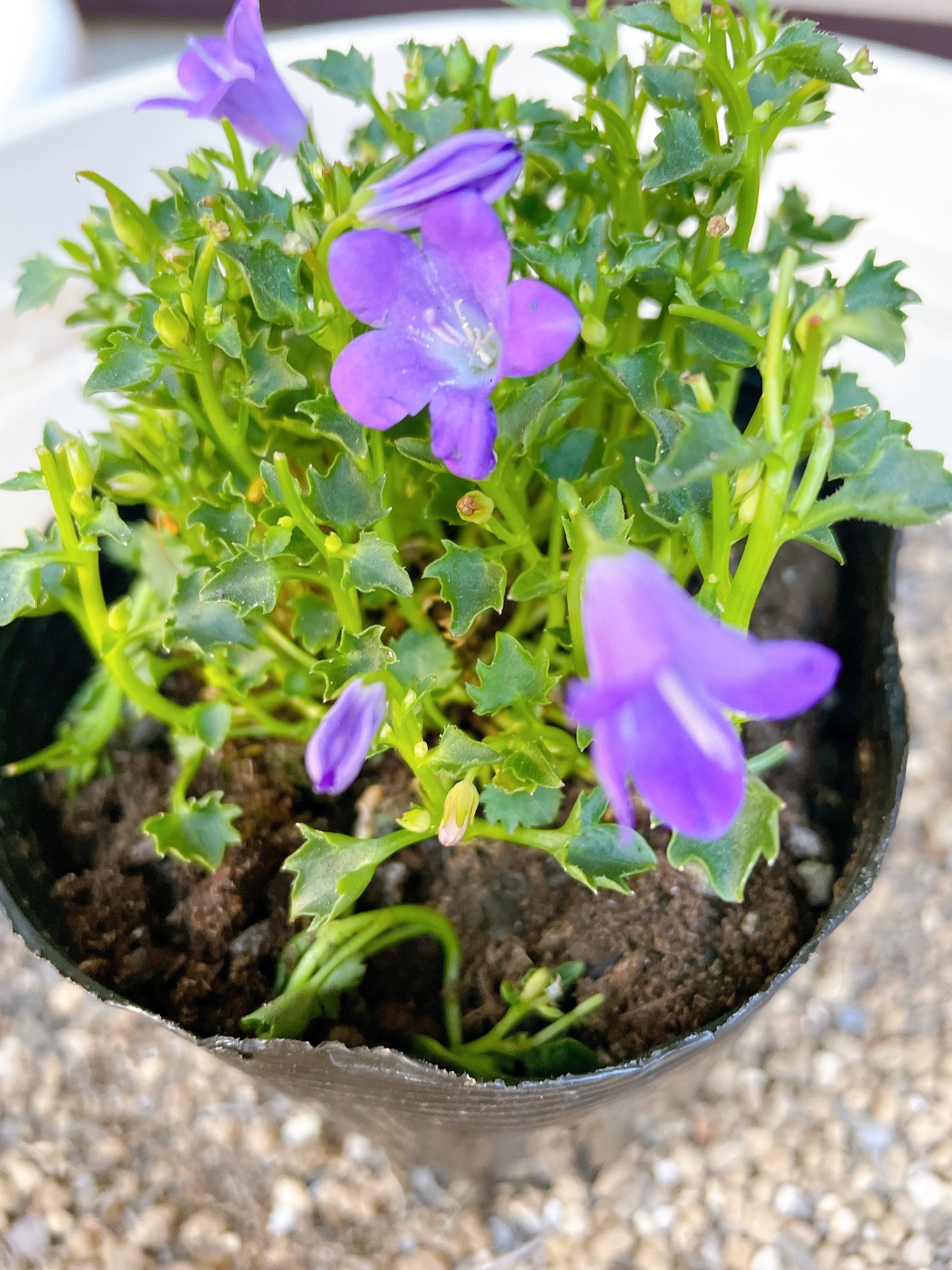 草花の植え替えを大名で喩える女 麻衣です Note