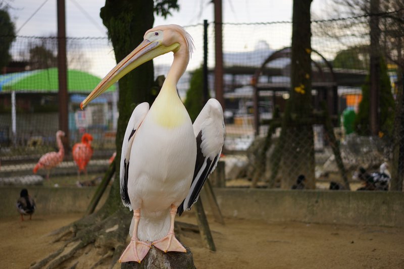 ペリカン の新着タグ記事一覧 Note つくる つながる とどける