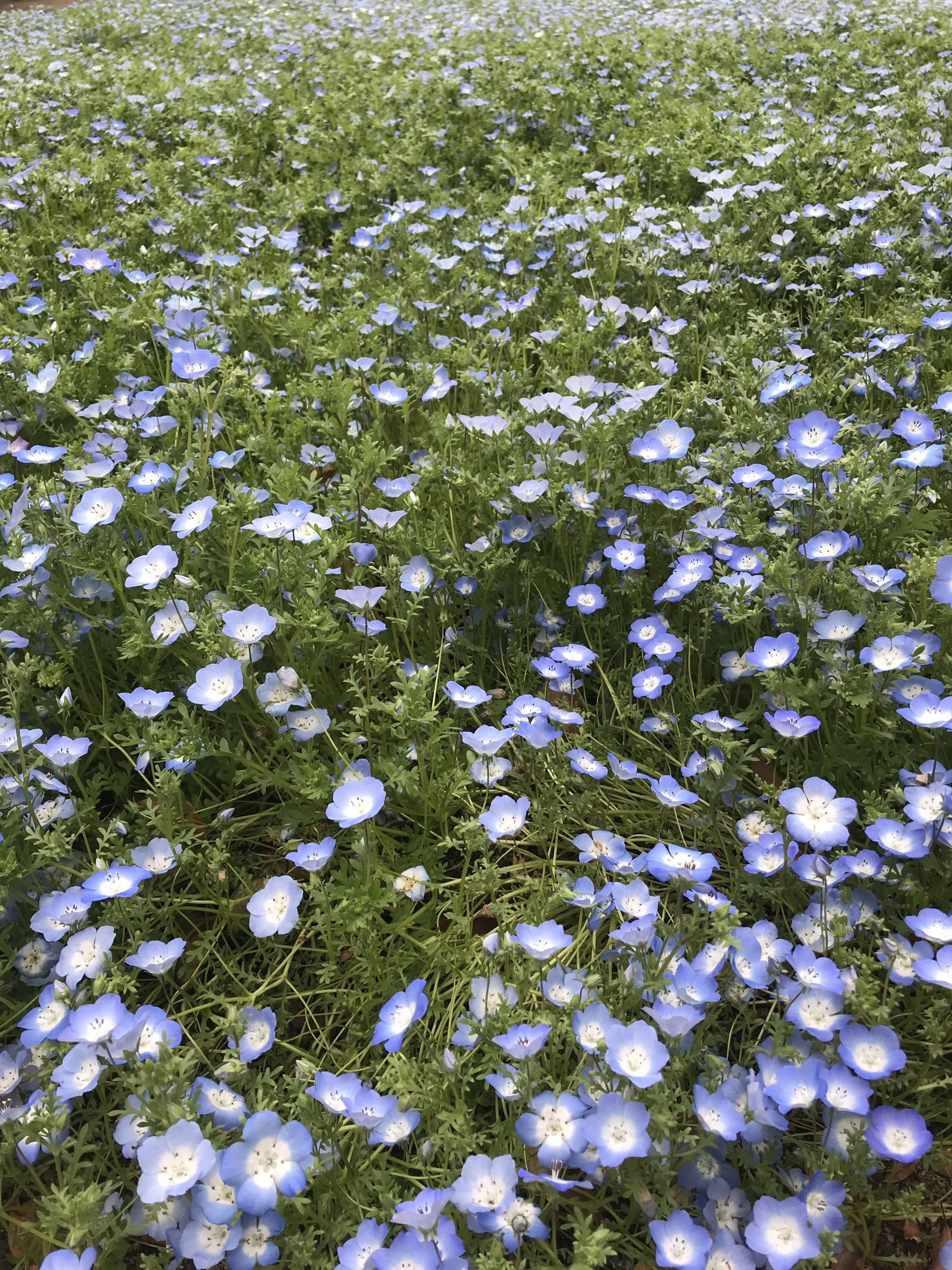 お花畑 ゆかっぱ アラフォー女子のadhdを乗り切るまで Note