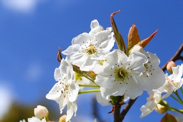 梨の花 正三郎 Note 梨の花 正三郎 Note