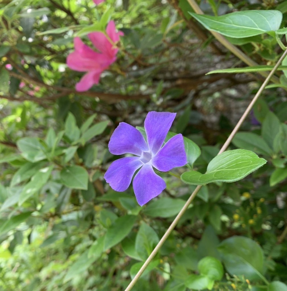道端の花たち ねもりん 根本順 Note