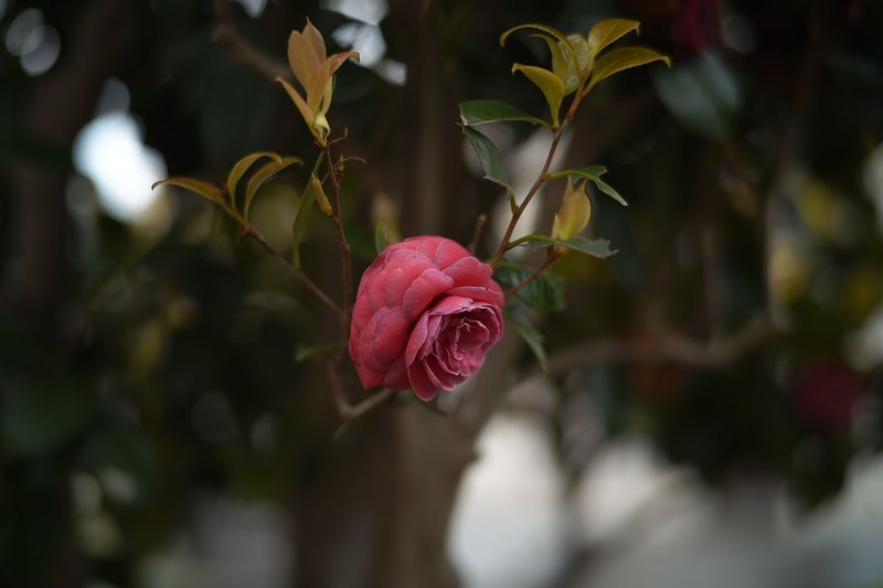 少し元気な無い薔薇。朝の曇りの中で