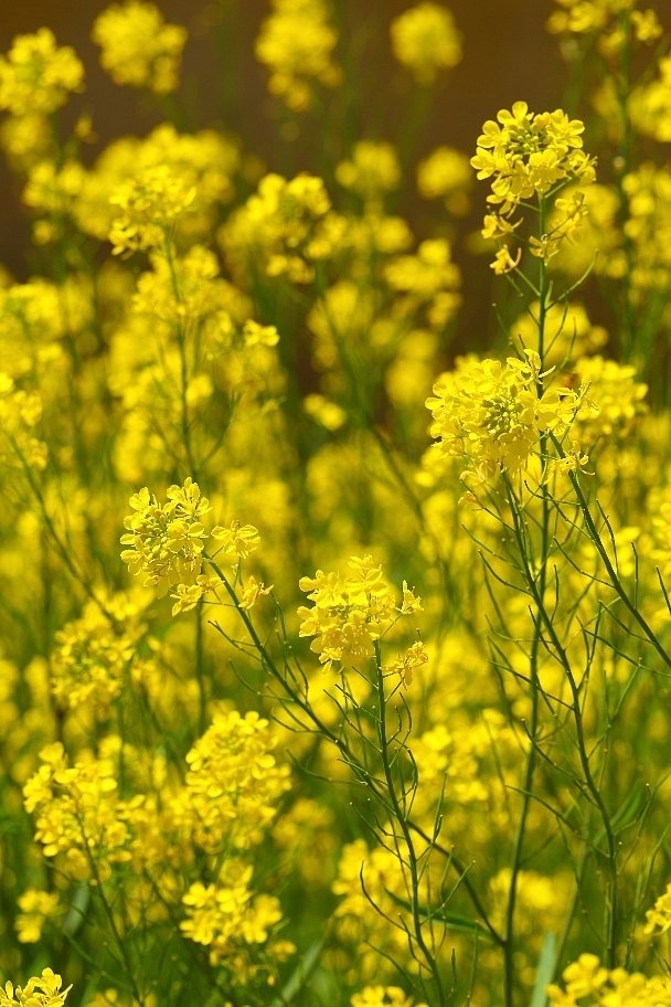 西洋芥子菜 正三郎 Note