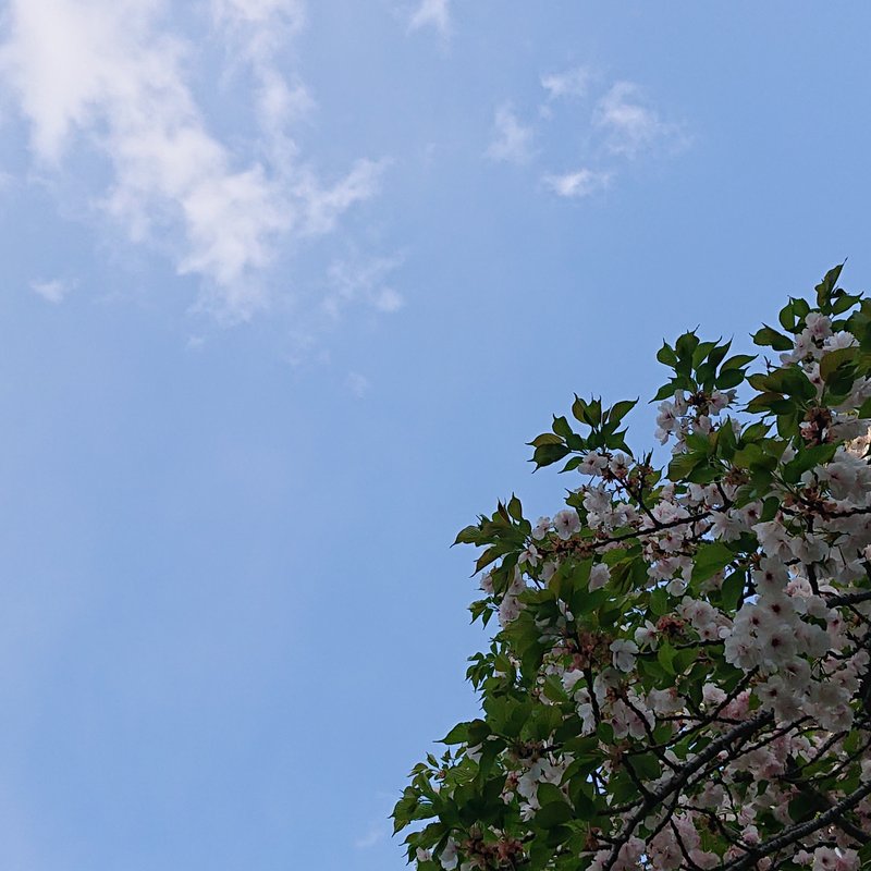 葉桜。満開時の桜に葉っぱが出てくると妙に春の終わりを感じて、夏の終わりの時のように、寂しさが自然と沸いてきます。