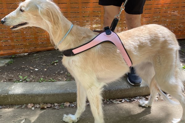 サルーキ の新着タグ記事一覧 Note つくる つながる とどける サルーキ の新着タグ記事一覧 Note つくる つながる とどける