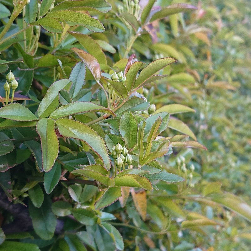 モッコウバラのつぼみの状態。今はもう満開も過ぎようとしていますね。開花近くになるともっとふっくら可愛いつぼみになります。