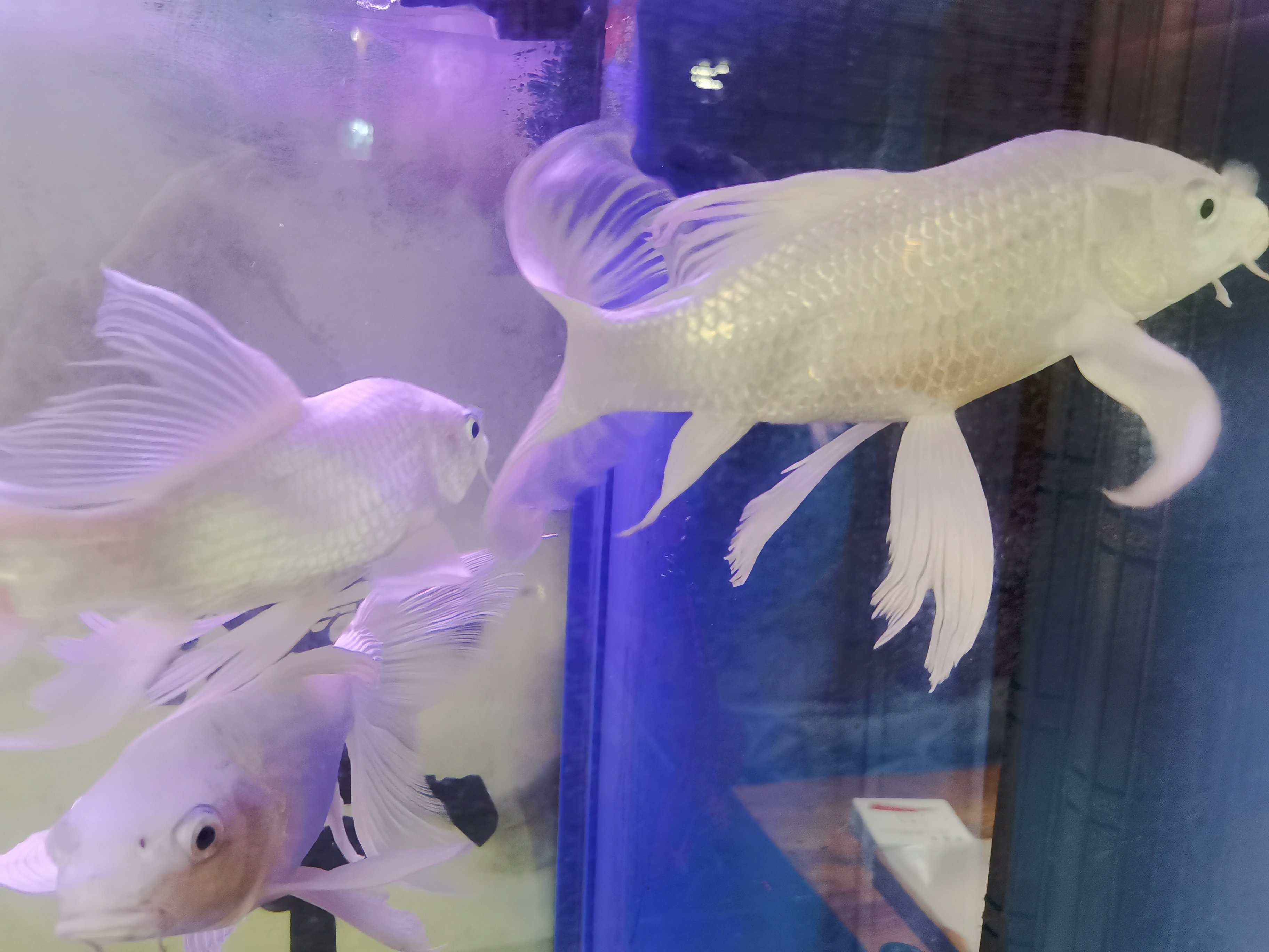 金魚 白い 金魚 白い