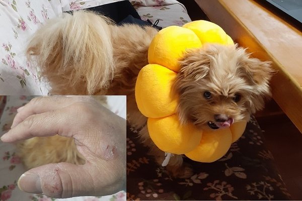 ライオンに噛まれる の新着タグ記事一覧 Note つくる つながる とどける