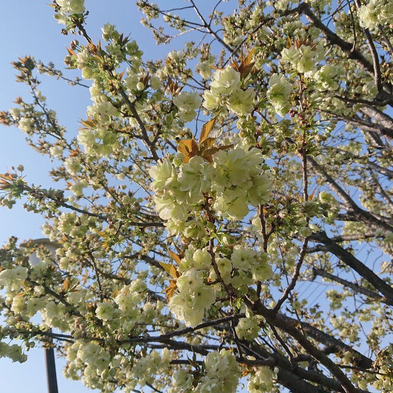 緑色の桜。咲き進むと色が変化していきます。