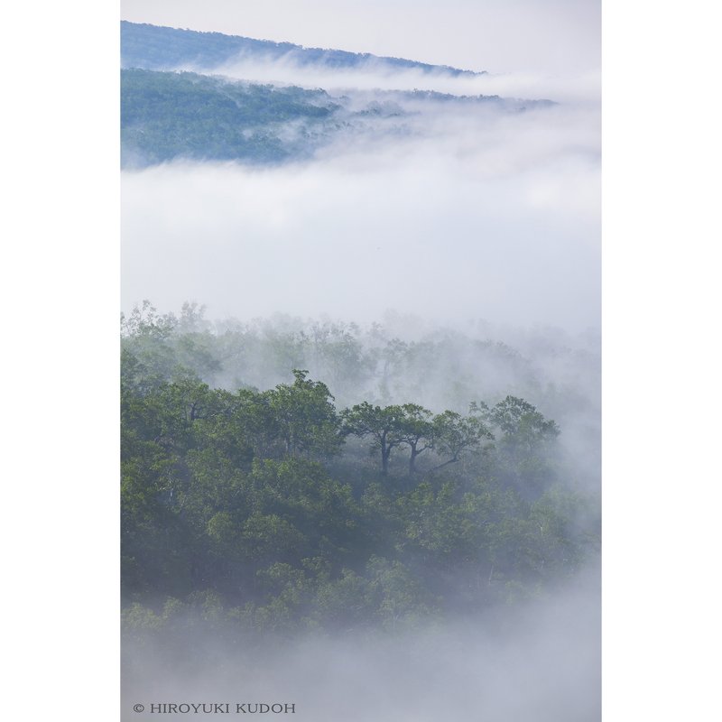 白霞たゆたふ碧の樹海　  Bifuka,Hokkaido,Japan 北海道美深町