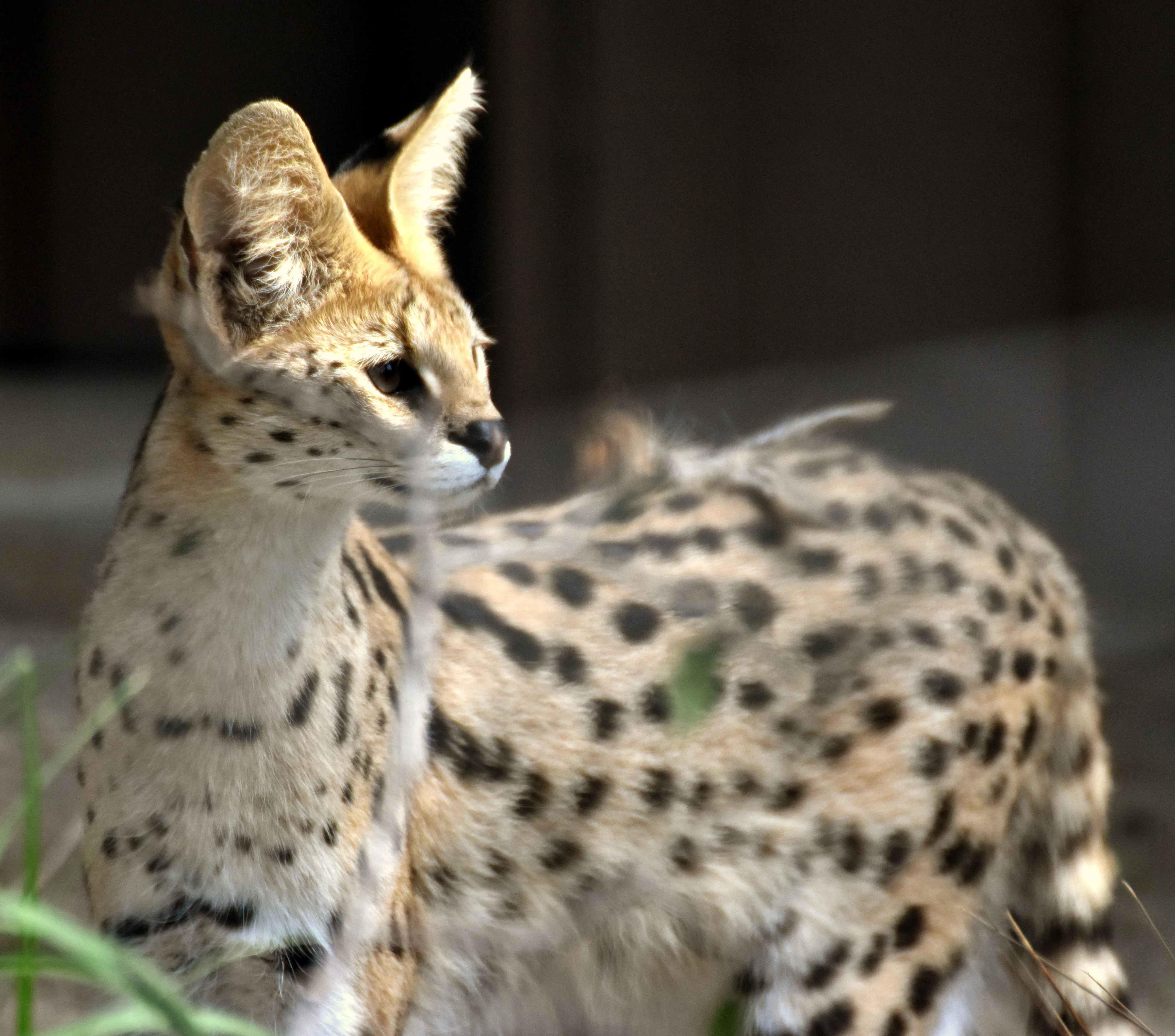 サーバルキャット 食肉目ネコ科 Hirahiranote Note