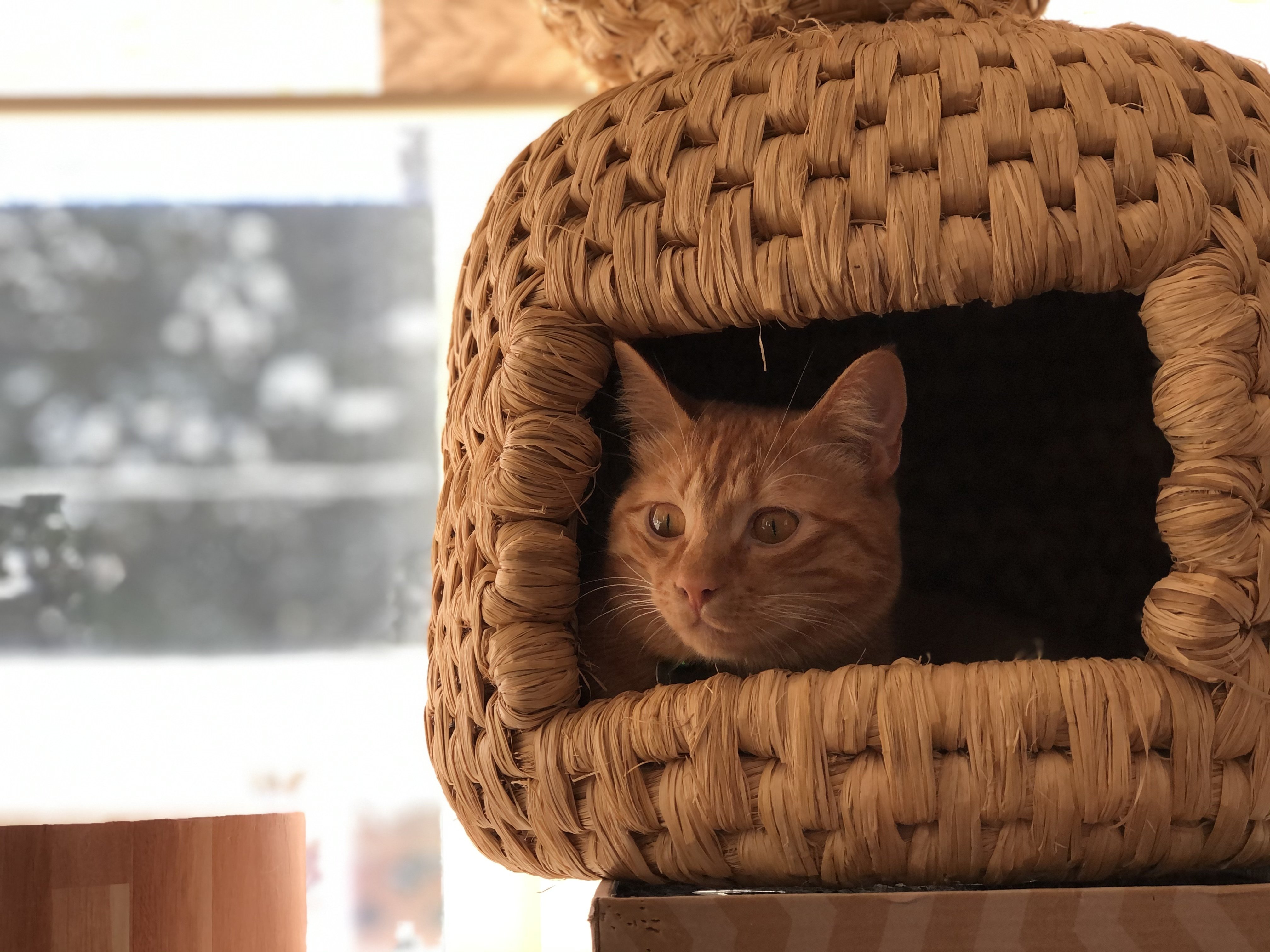 ねことちぐらという写真集を作りました Ouchigura Note ねことちぐらという写真集を作りました Ouchigura Note