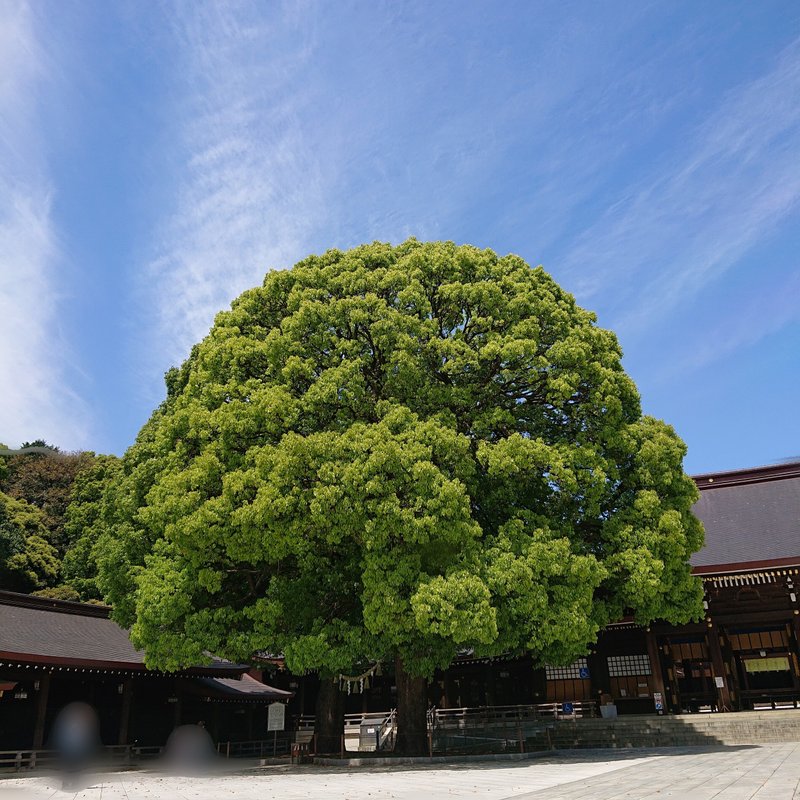 大きな木です。神社にありました。