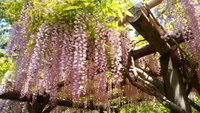 勃起不全のための陰茎ドップラー超音波