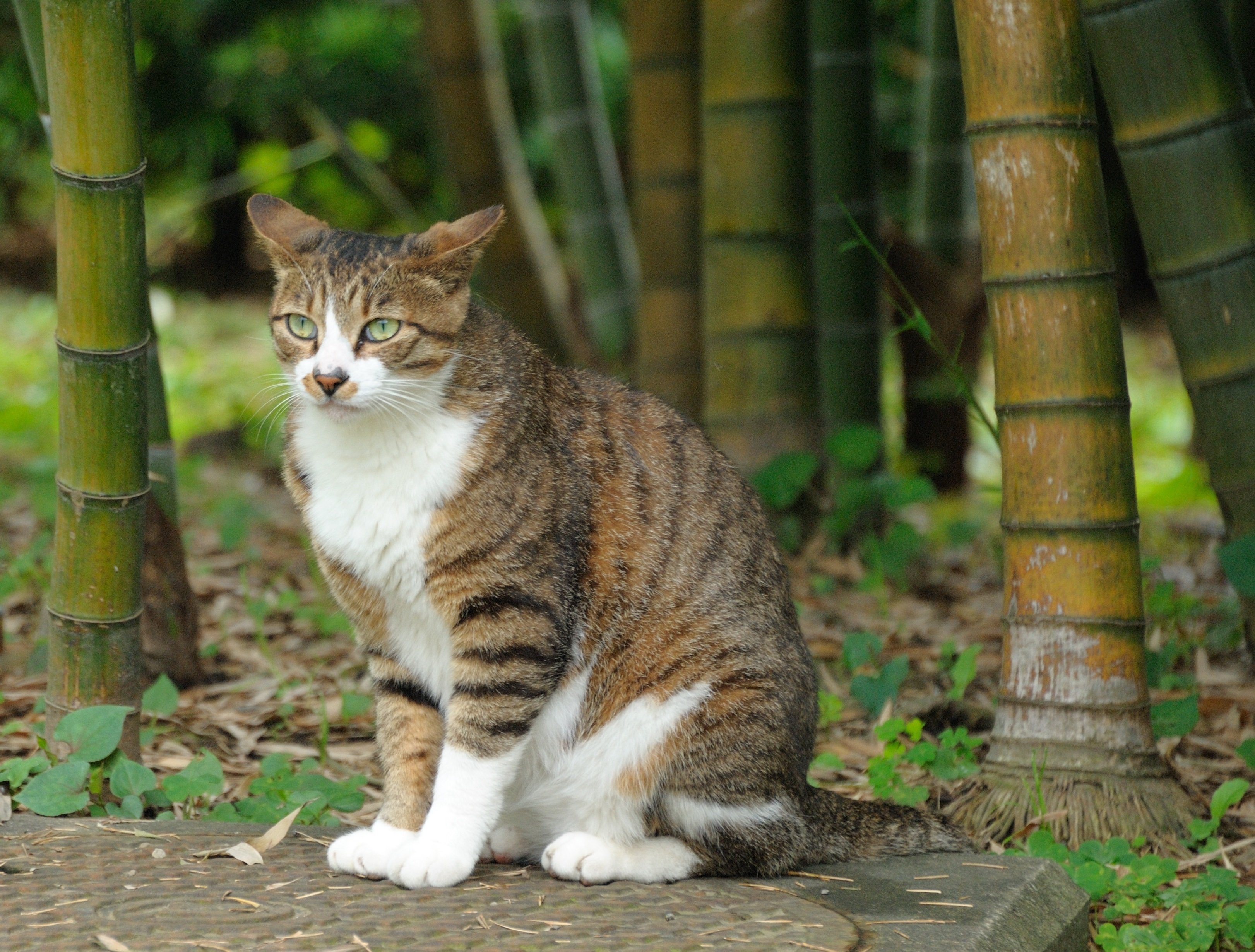竹藪のトラ猫2011 Goron Note 竹藪のトラ猫2011 Goron Note