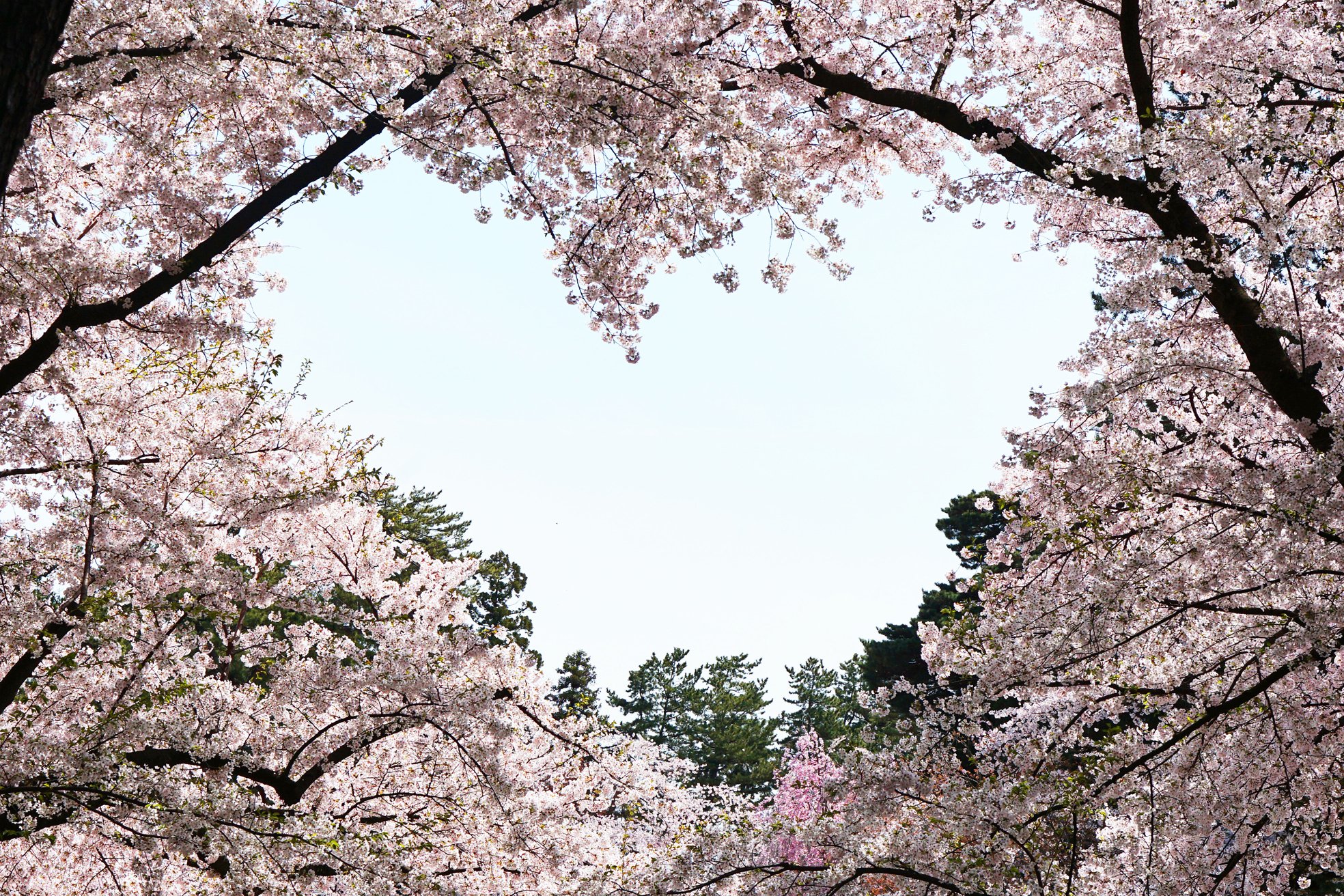 ハートの桜の形がキレイです Air Mezzanine Note ハートの桜の形がキレイです Air Mezzanine Note