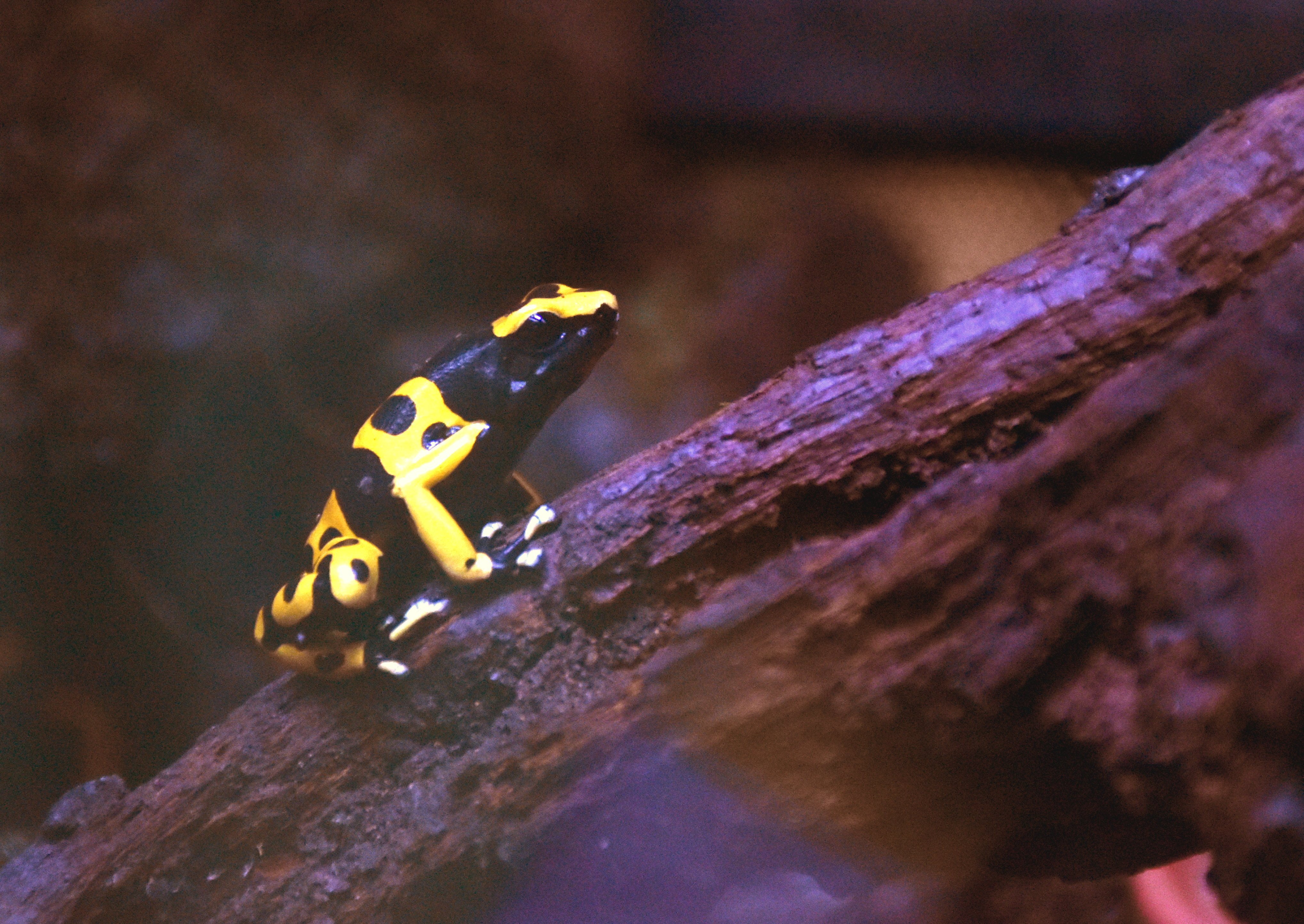 キオビヤドクガエル＠無尾目ヤドクガエル科｜hirahiranote, image size:4073x2887