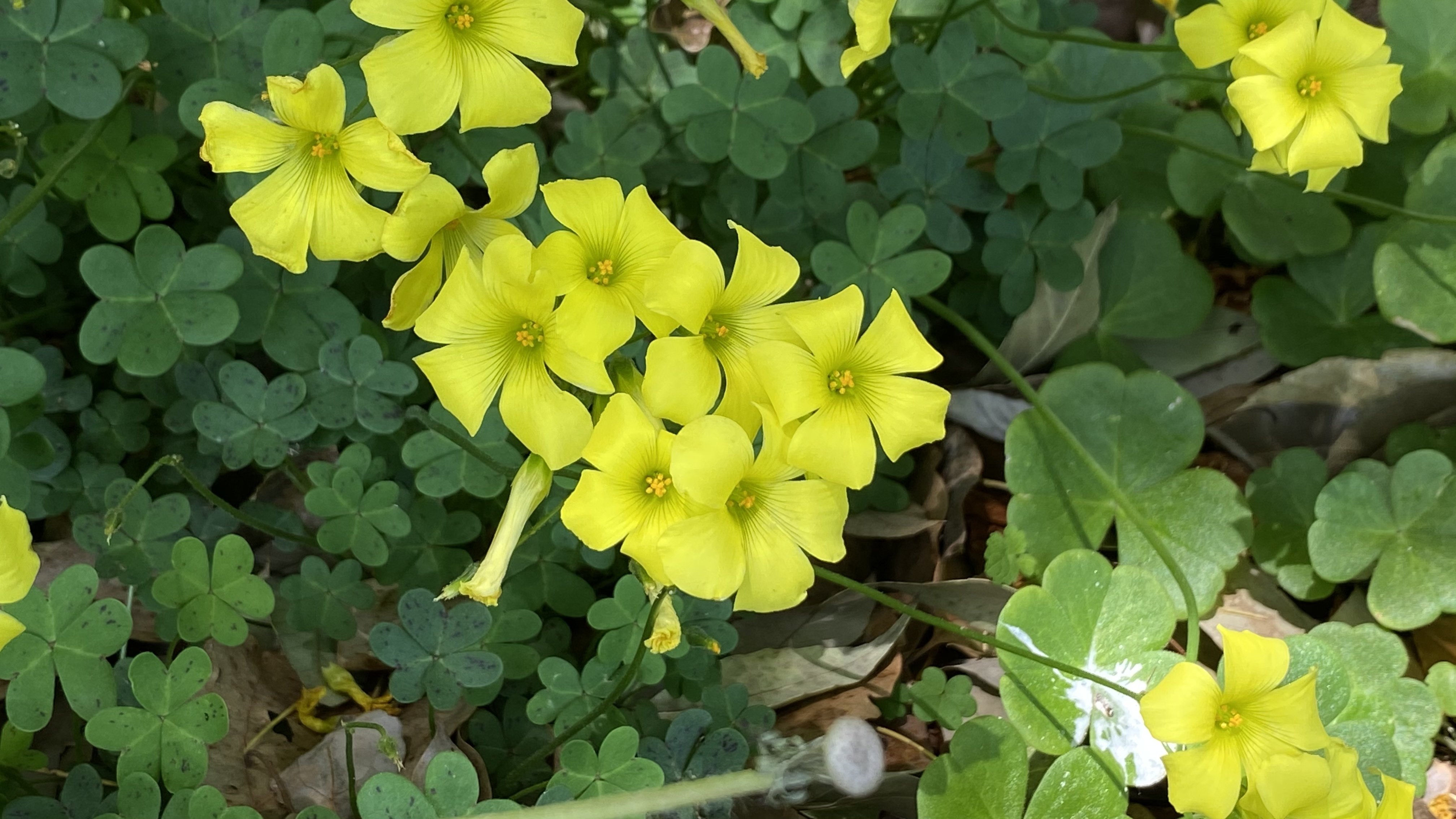今日の気になる山野草花27 カタバミ Zzzkeitacion Note 今日の気になる山野草花27 カタバミ Zzzkeitacion Note