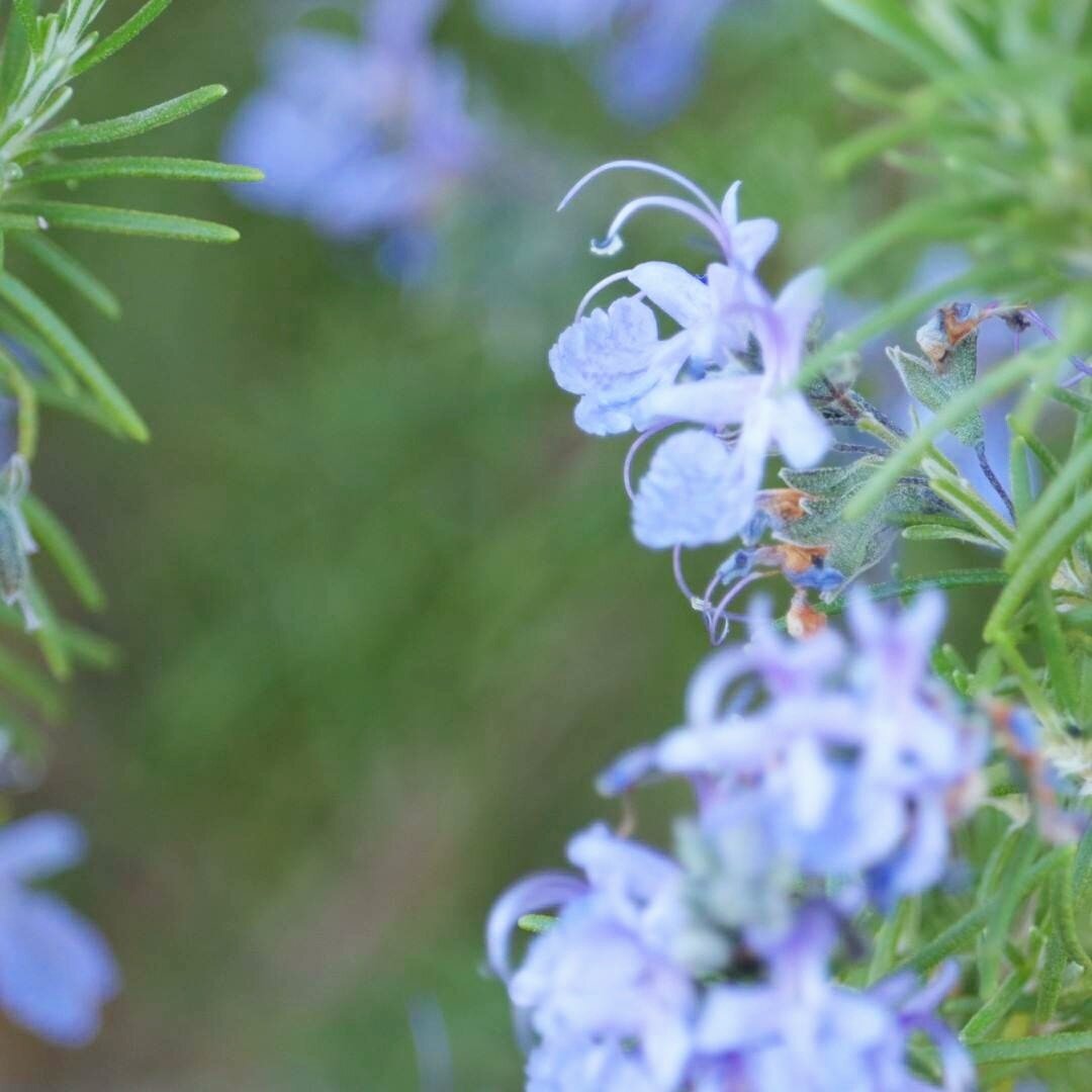 ラ フェのガーデニング 修家大雄 レストラン ラ フェ Note ラ フェのガーデニング 修家大雄 レストラン ラ フェ Note