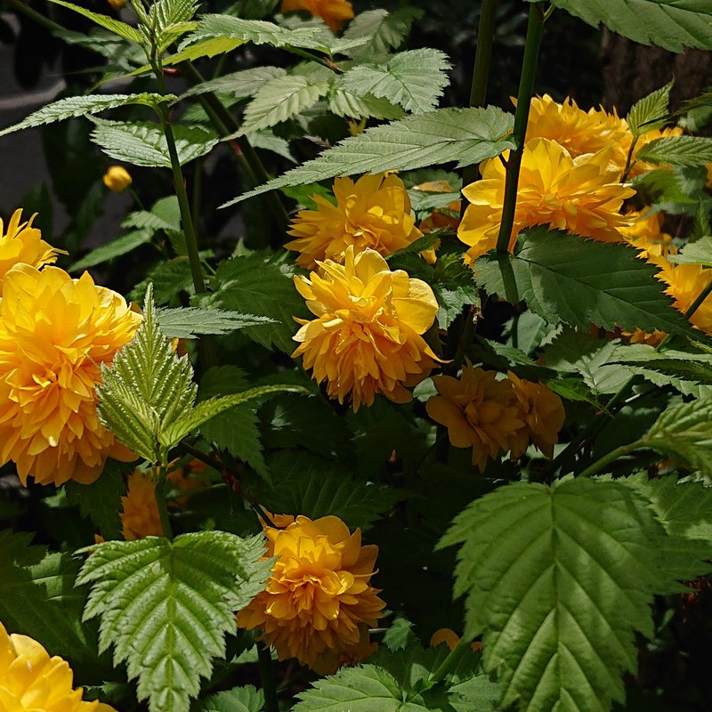 黄色い花。花の名前がわかりませんが、一重も八重もあちらこちらに咲いています。