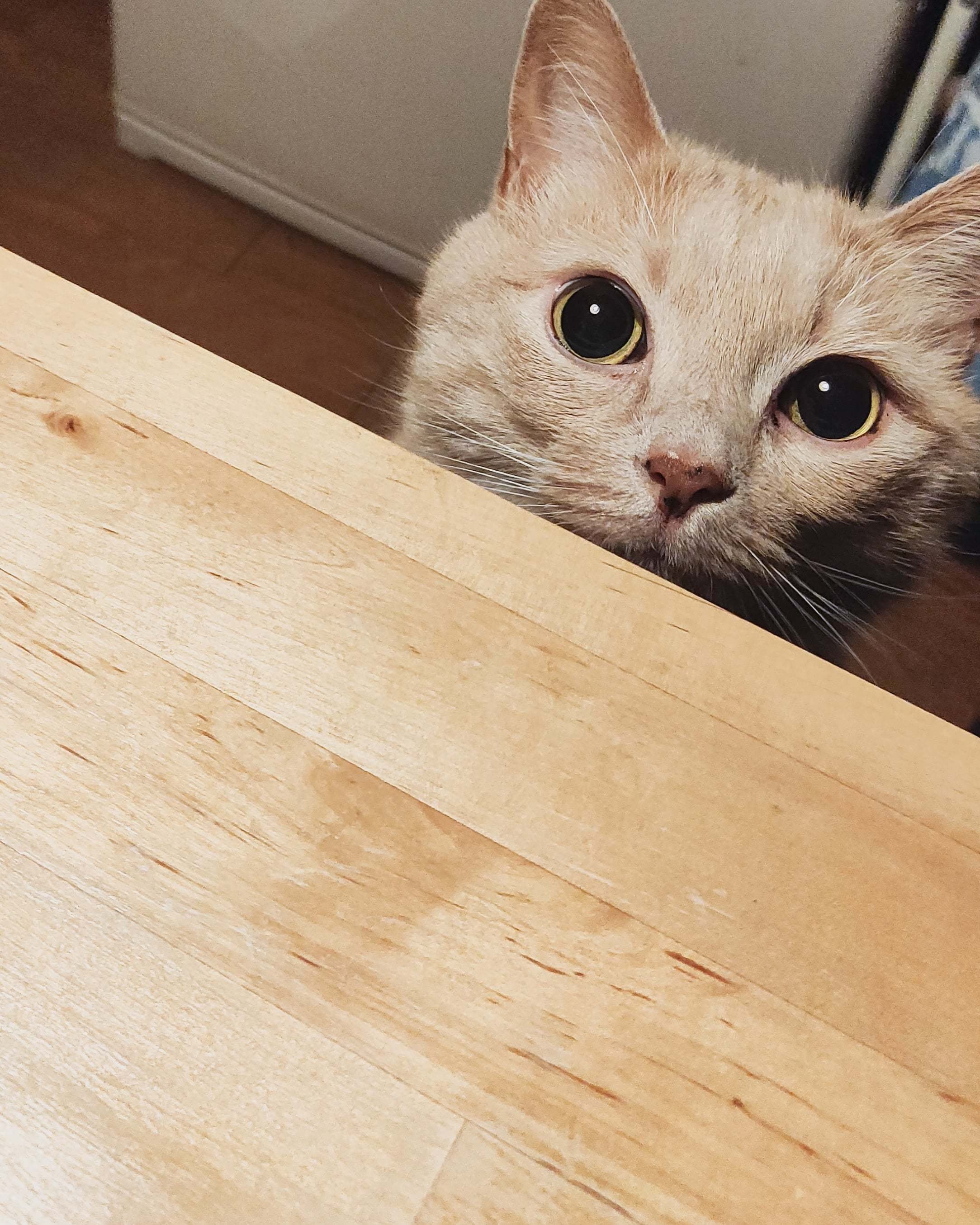 もう寝なさいコール Ryosuke ねこ絵本 Note