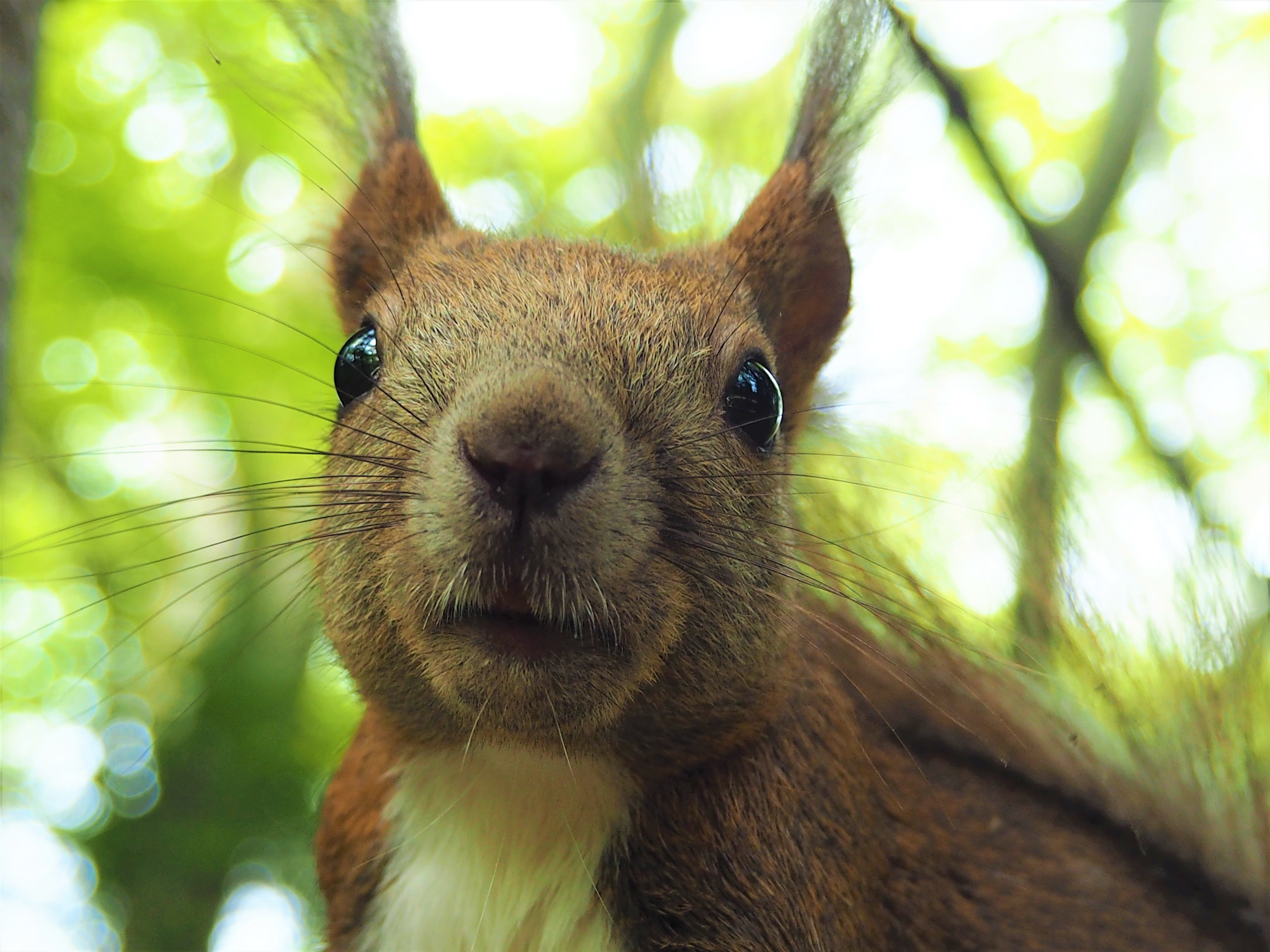北海道かわいい動物 えぞりすちゃん もんちゃん Note