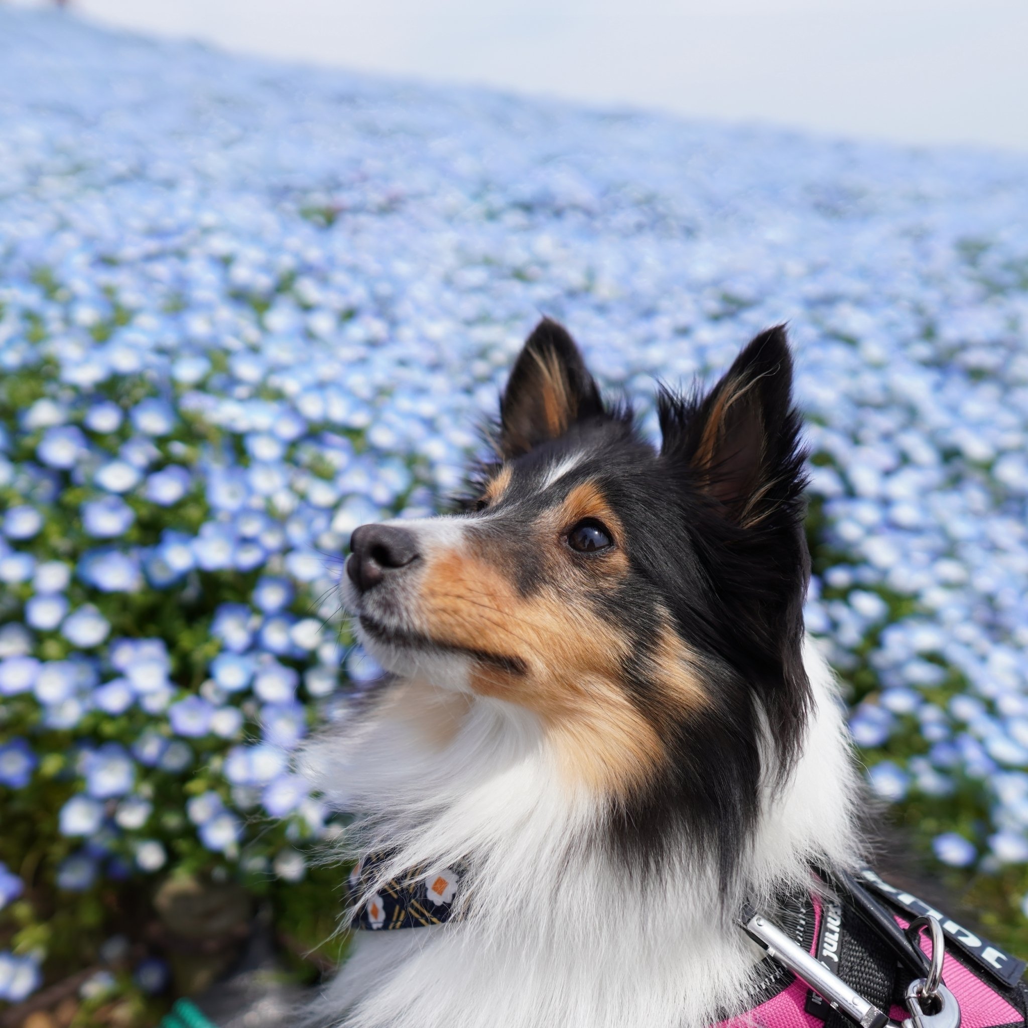 ひたち海浜公園とシェルティ やおみん Note ひたち海浜公園とシェルティ やおみん Note