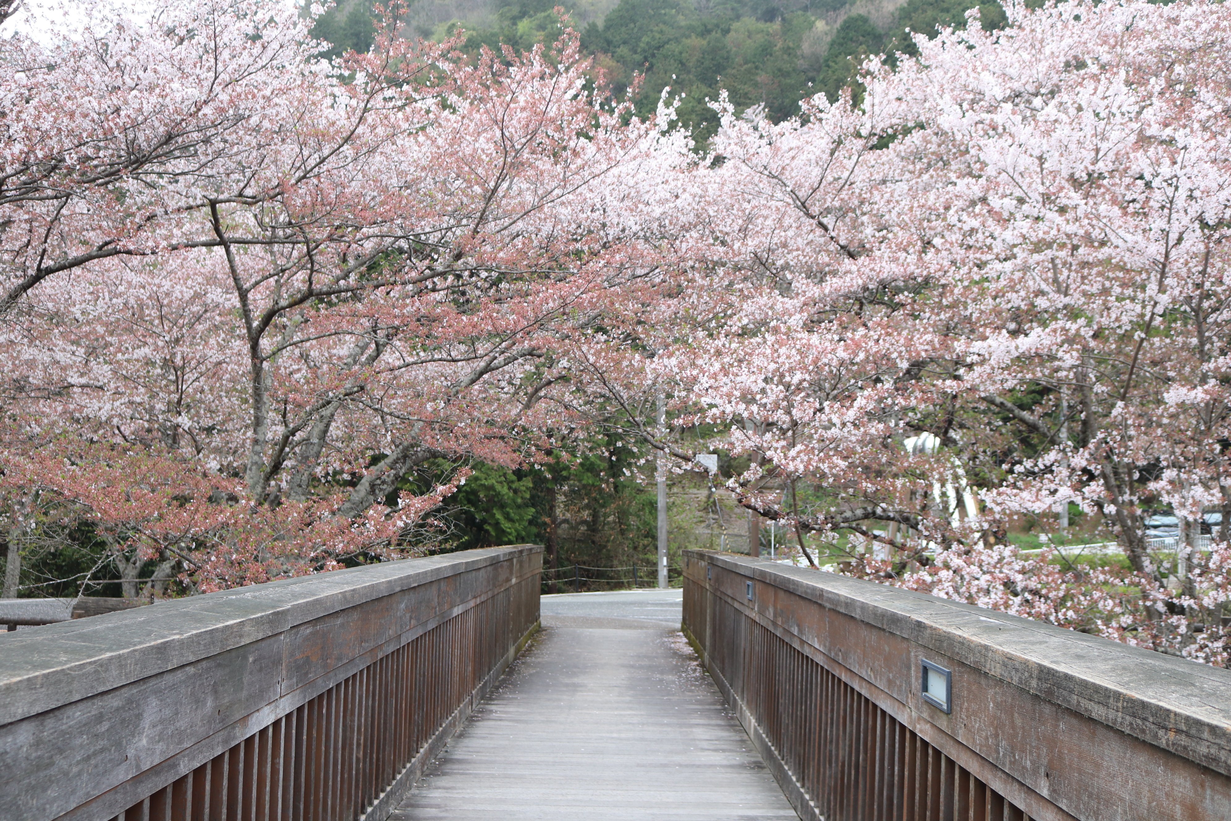 21春 七谷川 こば Note