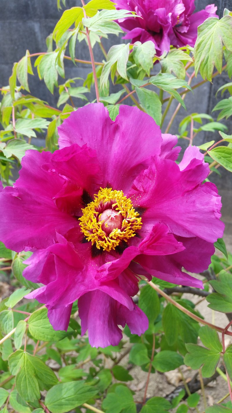 今日は、穀雨末候　牡丹華さく　牡丹の花が咲き出す頃。最近は、気温が高いからか、4月半ばには咲いていますね。　牡丹散つてうちかさなりぬ二三片　与謝蕪村