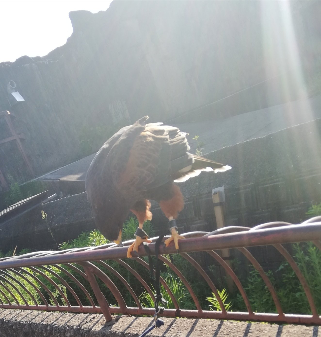 鳥さん 名前は チトセ ちゃん ʚ ɞ 明日 5 6 魚座 に月がございます Angel Note Note