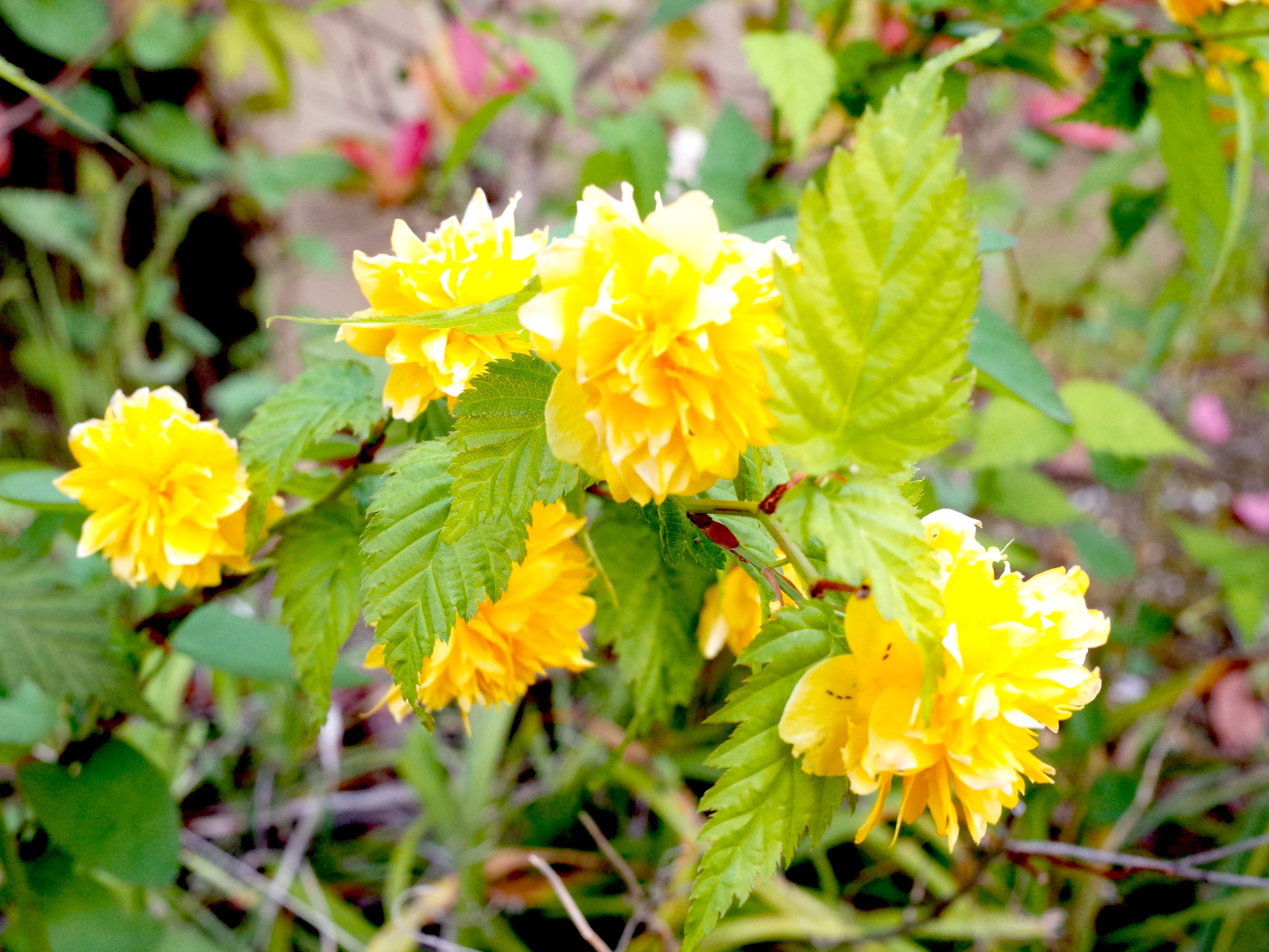 黄色い花 いな Note