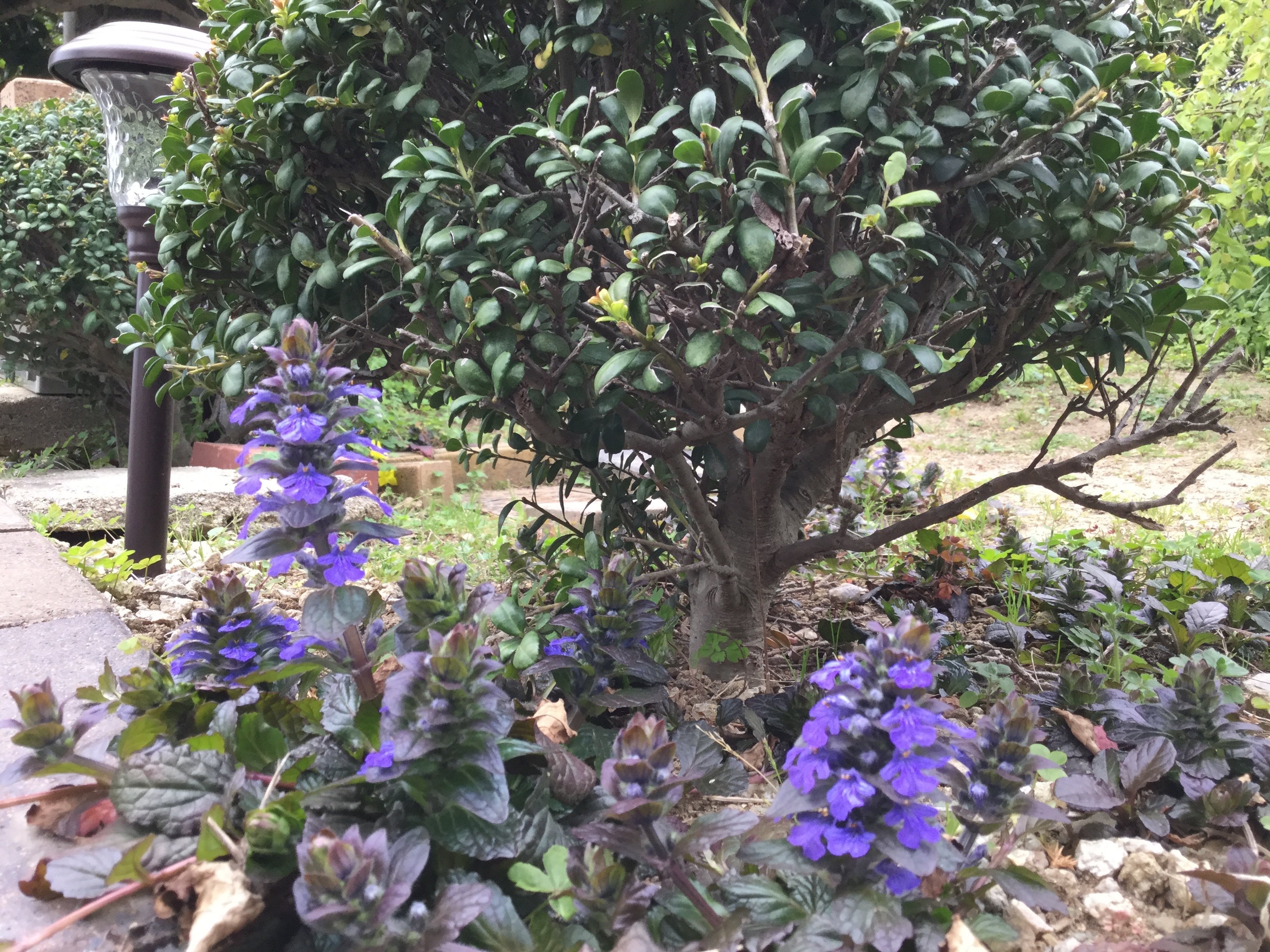 花44 高梨 Note 花44 高梨 Note