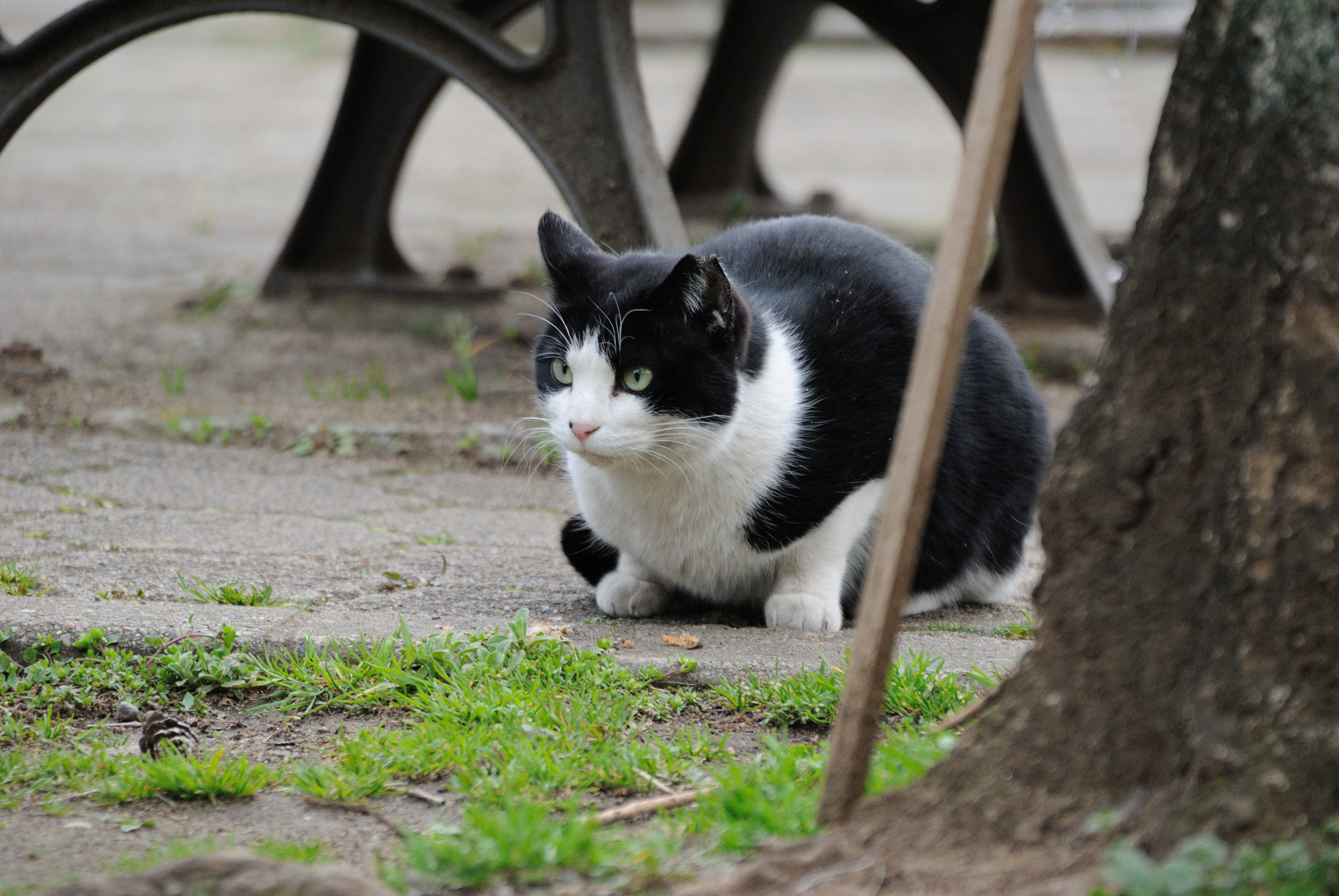 黒シロ猫2012 Goron Note 黒シロ猫2012 Goron Note