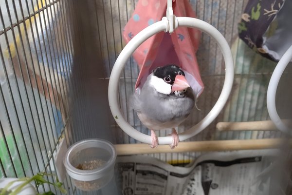 文鳥可愛い の新着タグ記事一覧 Note つくる つながる とどける 文鳥可愛い の新着タグ記事一覧 Note つくる つながる とどける