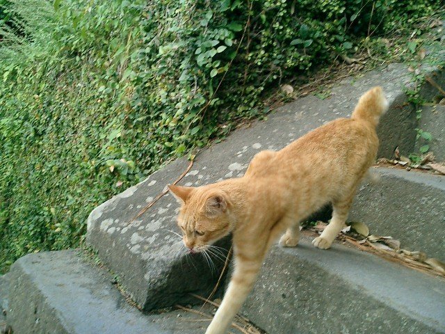 はい！お待たせしました！日曜夜、というか、もう日付を超えようかという時間の、恒例の写真からパワーもらうよ！のお時間です。　今日は、５，６年前に長崎へ行った時に出会った長崎市内の猫です。え？いつもの壮大な風景じゃないって？　たまには、こういう写真もいいかなと思って(^^;)　明日は・・・まだお休みです！でも、そろそろ寝るとしますか。　では、私はまだ連休続きますが、明日からも、ぼちぼちと・・・(^^;)