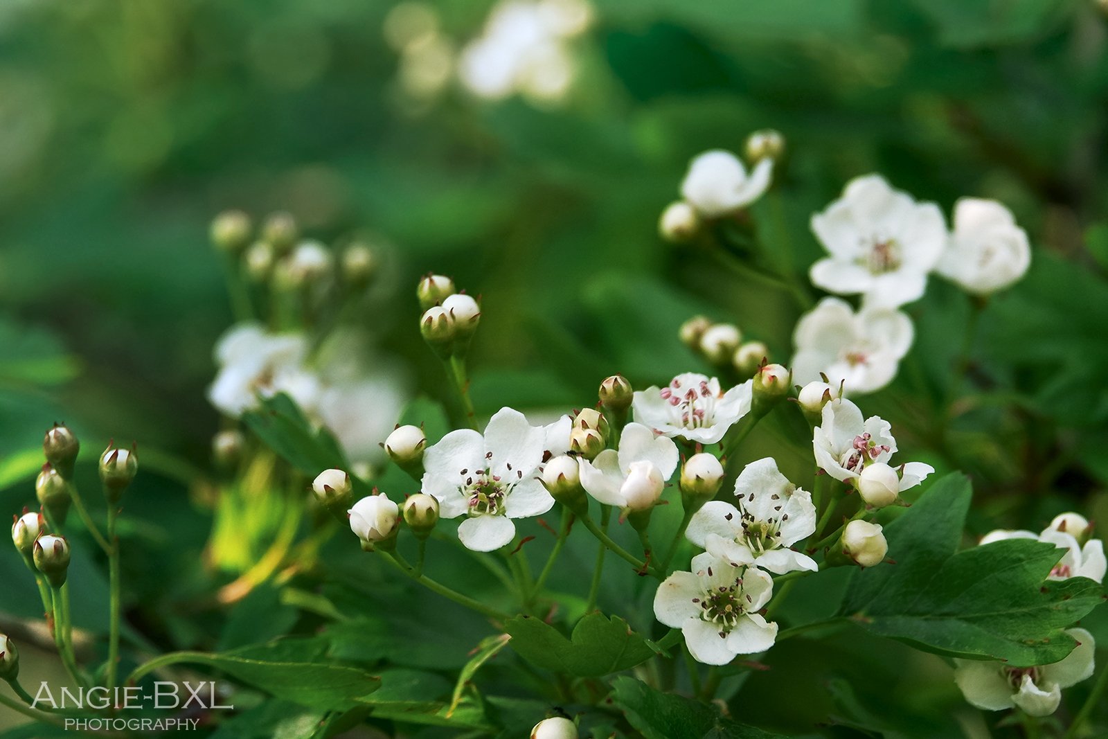 サンザシの花 Angie Bxl Note サンザシの花 Angie Bxl Note