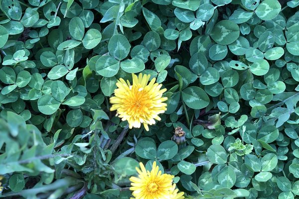 綺麗な花 の新着タグ記事一覧 Note つくる つながる とどける 綺麗な花 の新着タグ記事一覧 Note つくる つながる とどける