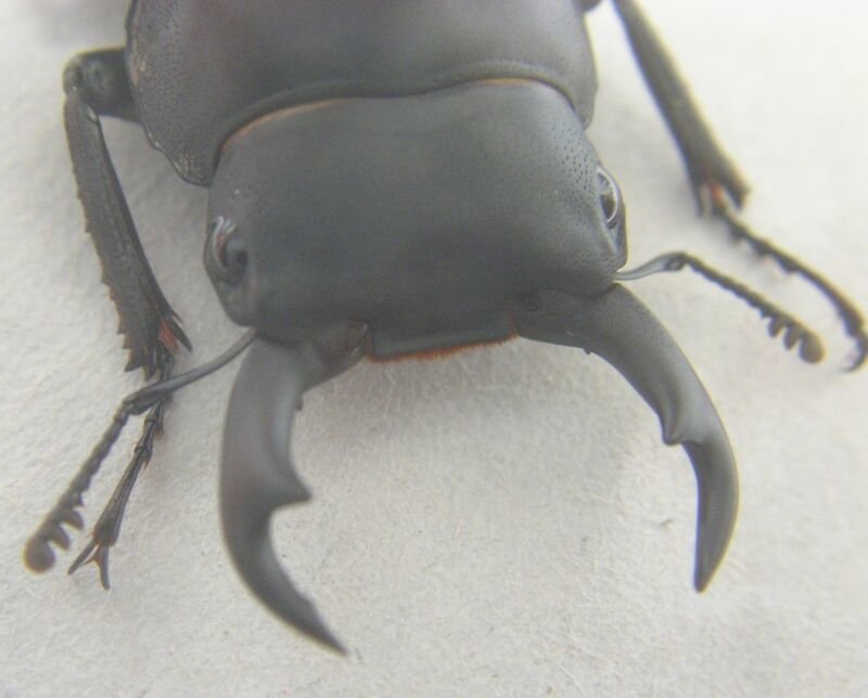 【単品】ヤエヤマコクワ 西表島産　♂単品 その３ Yahoo!オークション -「ヤエヤマ (コクワ コクワガタ)」の落札相場