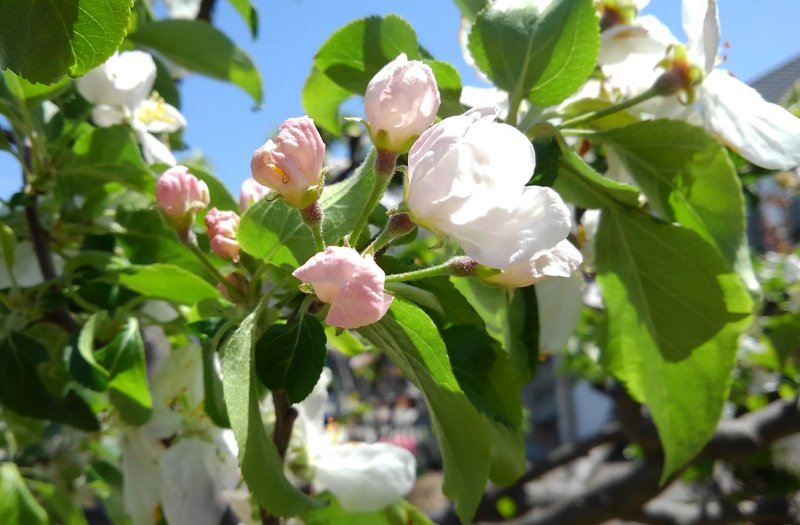 家族の送迎に出かけた先で、偶然出会ったリンゴの花。まさかあんな所にあるなんて。見たいと思いながら今年は無理だろうと諦めていた。だけど出会えた。