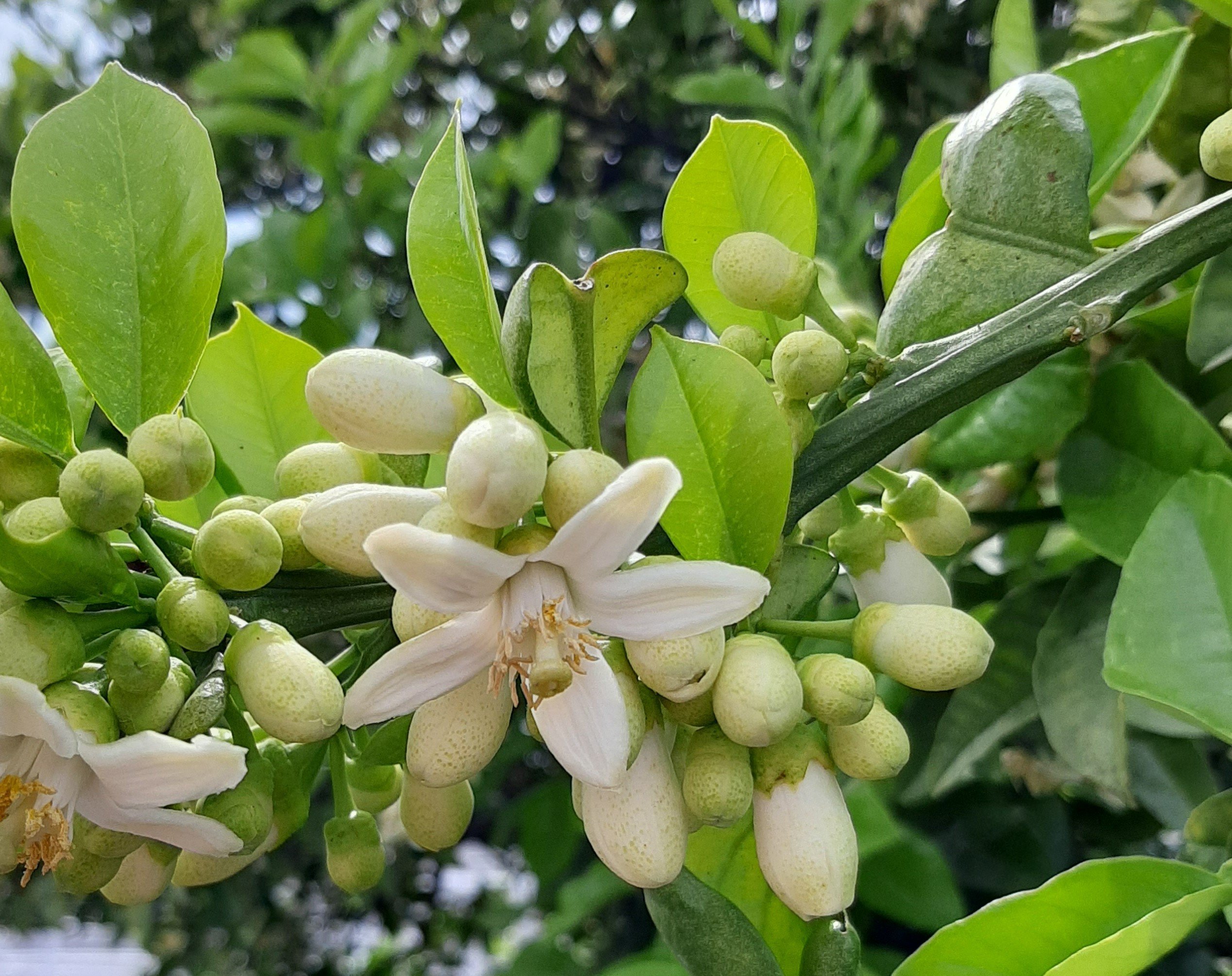 良い香り みかんの花 ハーブ名 ネロリ に出逢う Note
