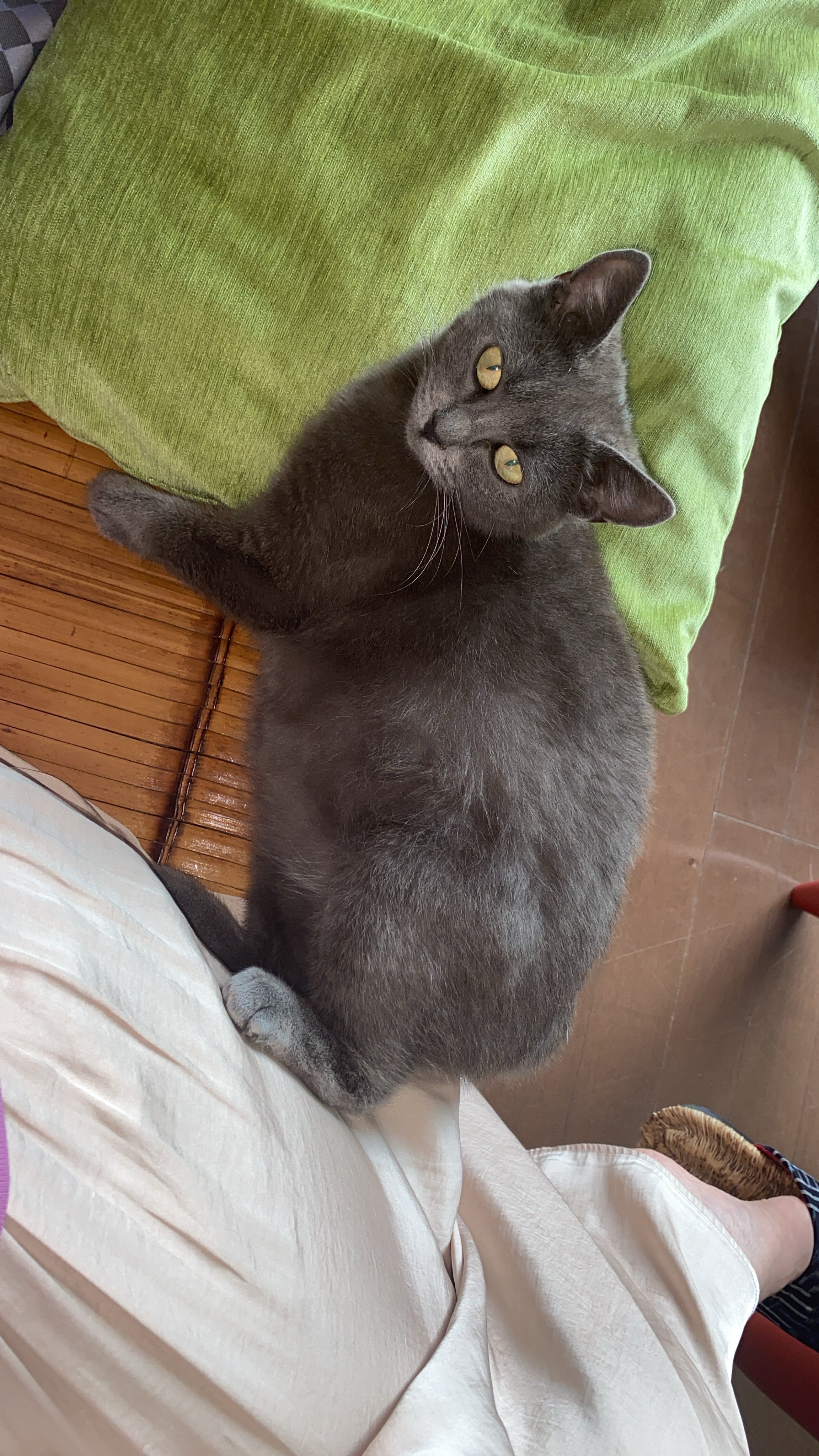 猫の出産準備 Shara678 Note 猫の出産準備 Shara678 Note