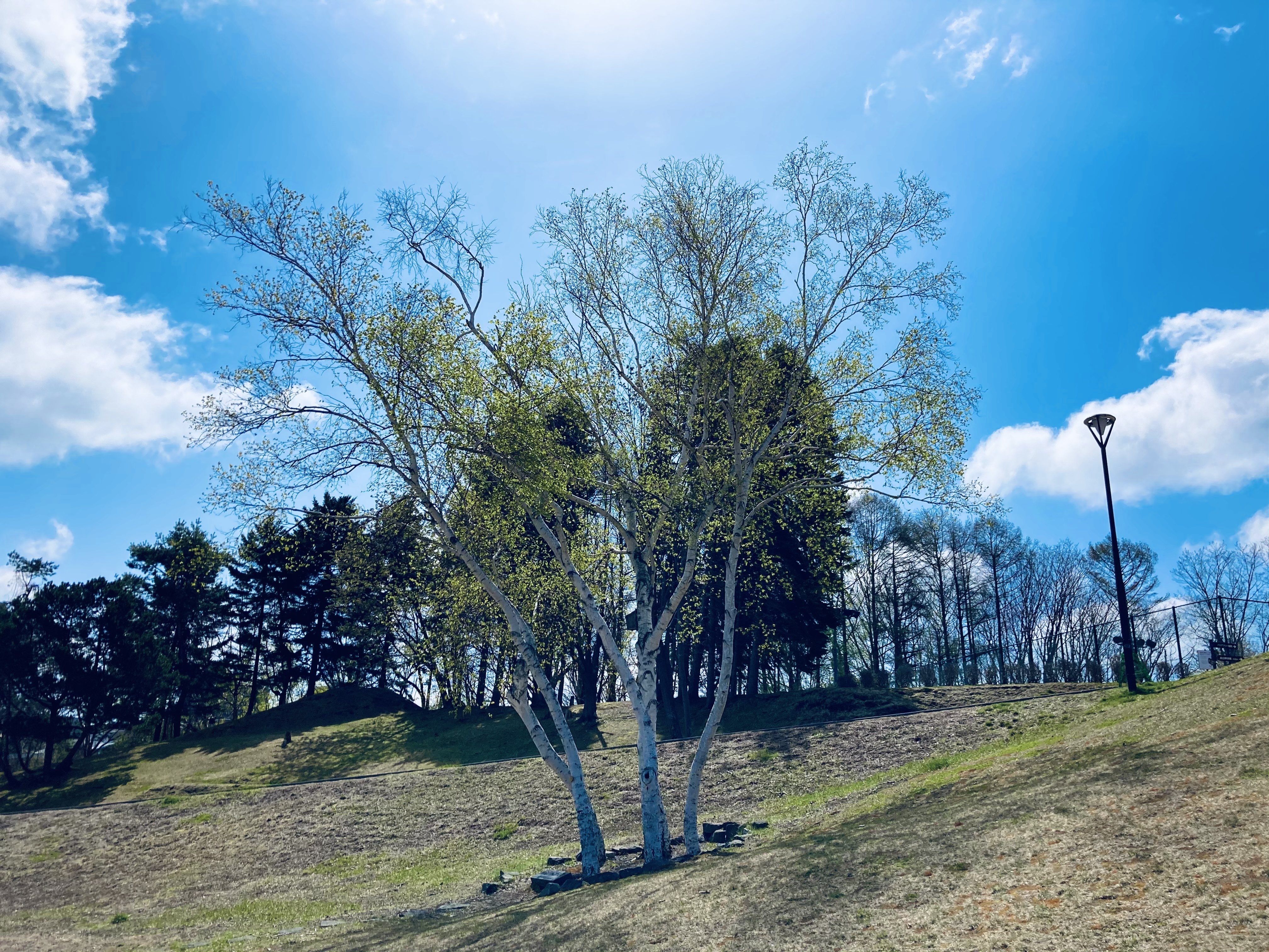 木が両手を上げて ねじり Note