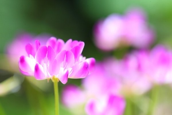 蓮華草 の新着タグ記事一覧 Note つくる つながる とどける