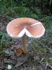 きのこ 杉村公園 和歌山県橋本市10年10月 Sally 刈り上げ Note