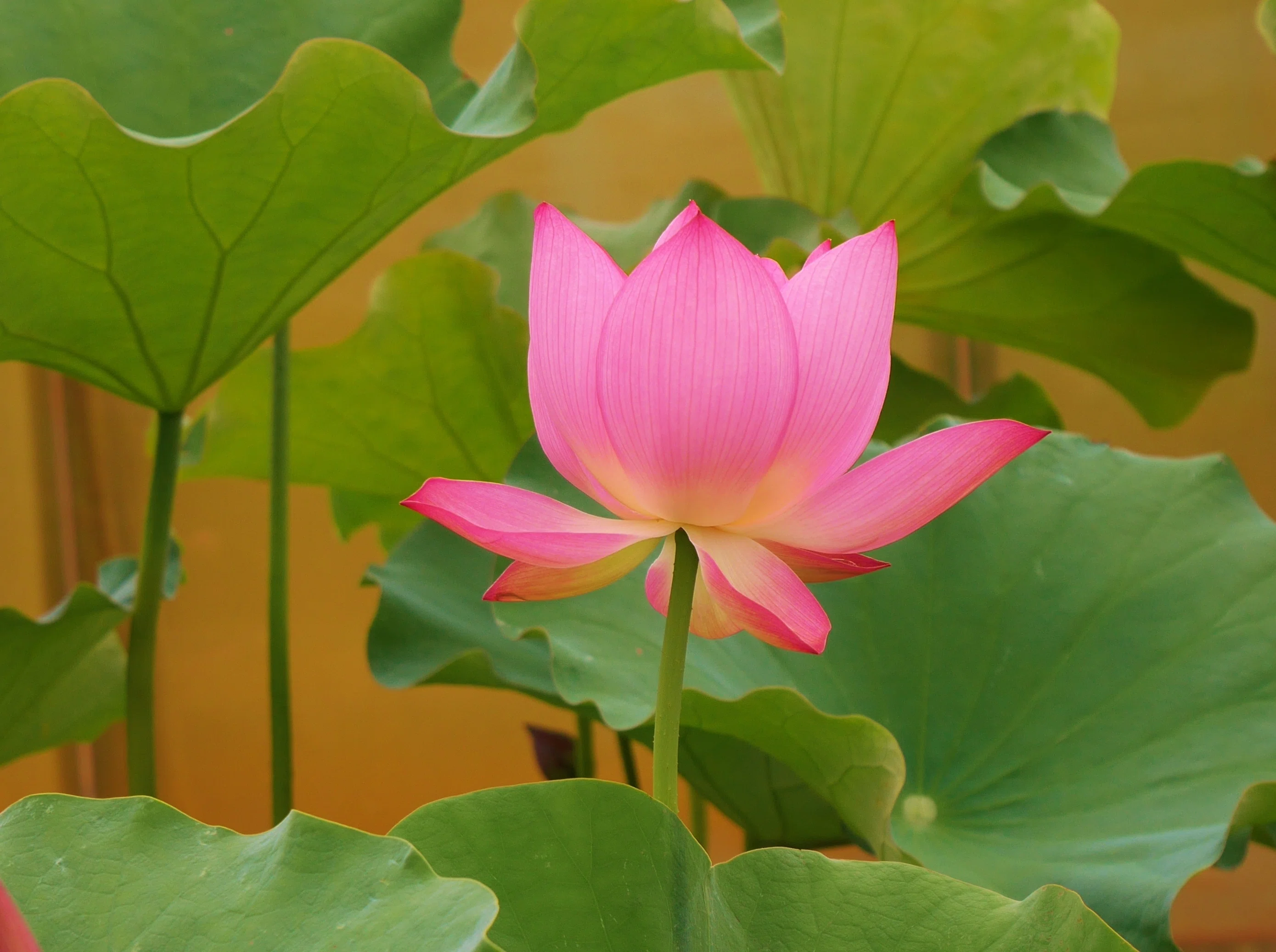 初夏の水辺の花 蓮と睡蓮 久露見庵 くろみ庵 天気と気候と自然を考える Note