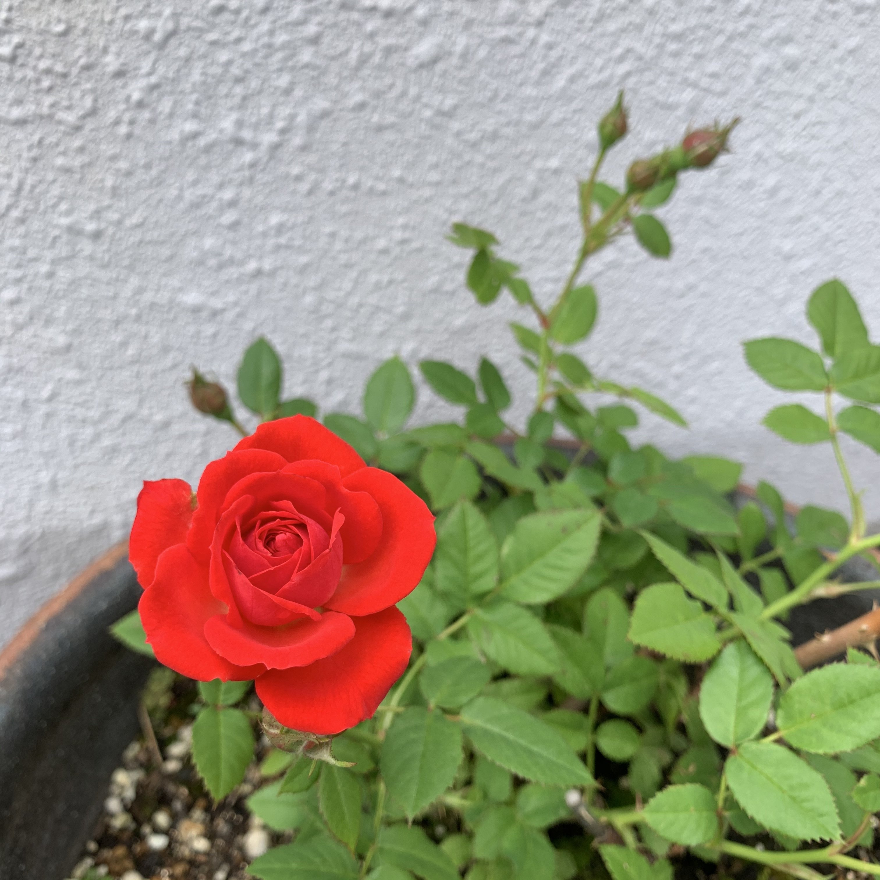 薔薇が咲いた 椿 Tsubaki Note