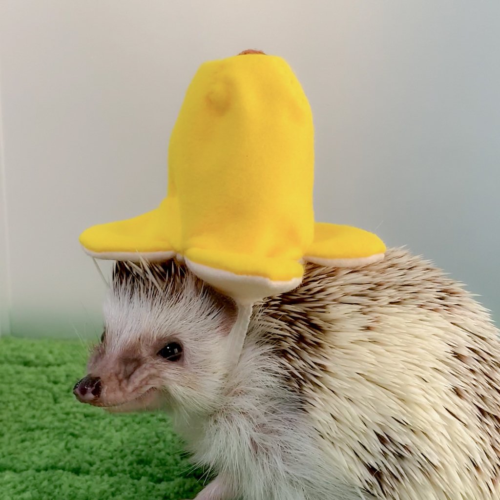 ハリネズミ帽子の作り方 たこさんウィンナーとバナナなら どっちが好き ゆっぴー まめにゃん Note