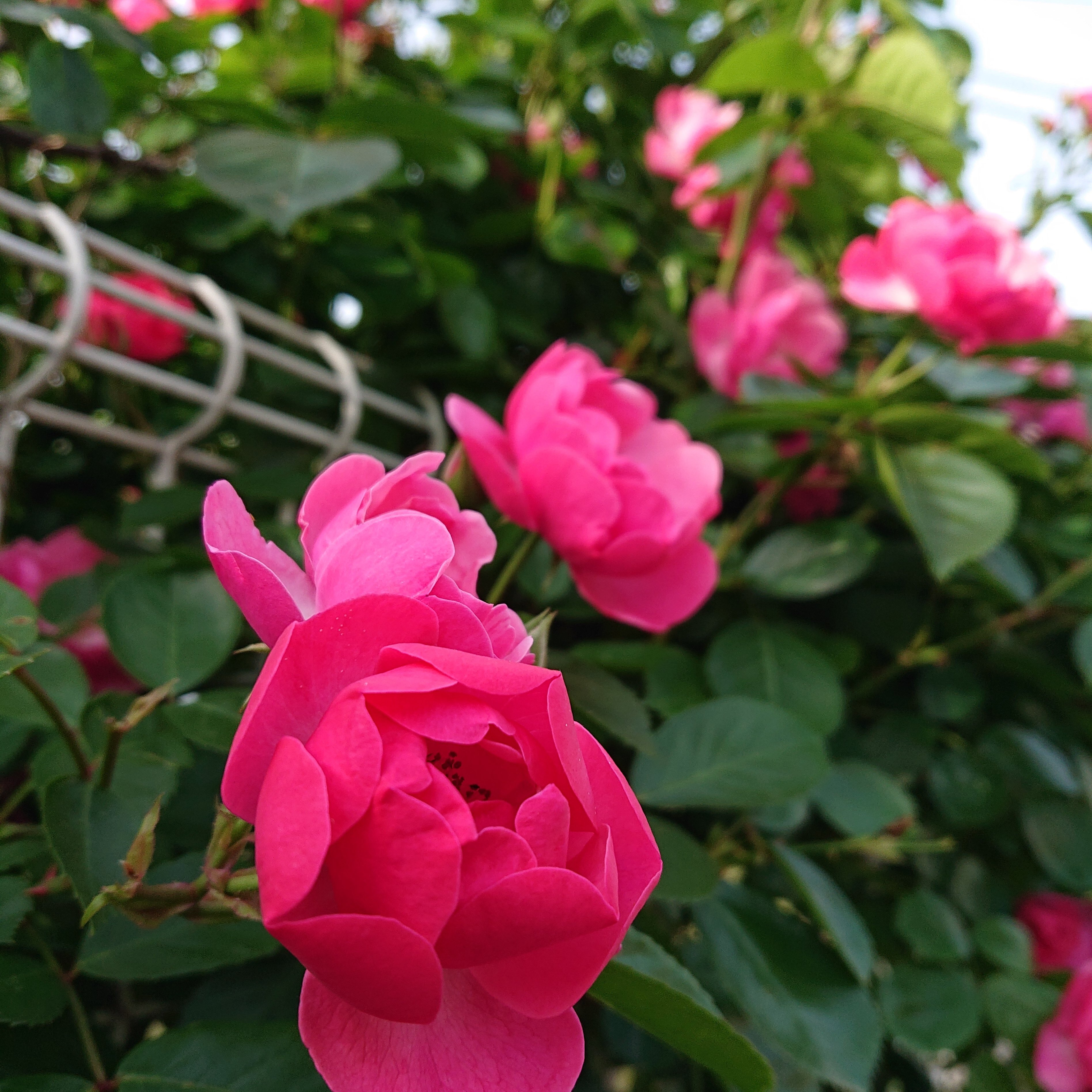 四季の風景 ねね 杏寿 旧ひまわり 洋ちゃん Note